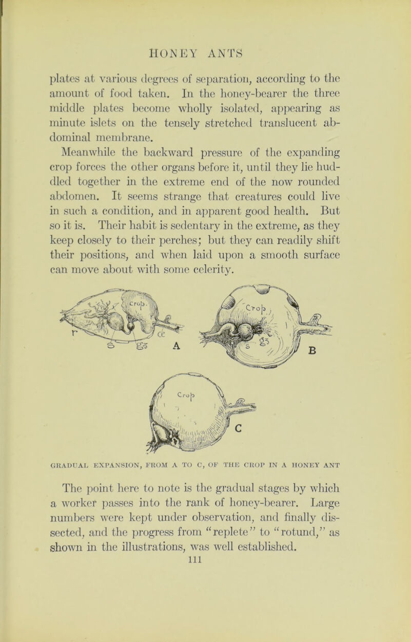 plates at various degrees of separation, according to the amount of food taken. In the honey-bearer the three middle plates become wholly isolated, appearing as minute islets on the tensely stretched translucent ab- dominal membrane. Meanwhile the backward pressure of the expanding crop forces the other organs before it, until they lie hud- dled together in the extreme end of the now rounded abdomen. It seems strange that creatures could live in such a condition, and in apparent good health. But so it is. Their habit is sedentary in the extreme, as they keep closely to their perches; but they can readily shift their positions, and when laid upon a smooth surface can move about with some celerity. GRADUAL EXPANSION, FROM A TO C, OF THE CROP IN A HONEY ANT The point here to note is the gradual stages by which a worker passes into the rank of honey-bearer. Large numbers were kept under observation, and finally dis- sected, and the progress from “replete” to “rotund,” as shown in the illustrations, was well established. ill
