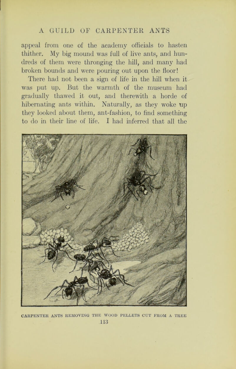 appeal from one of the academy officials to hasten thither. My big mound was full of live ants, and hun- dreds of them were thronging the hill, and many had broken bounds and were pouring out upon the floor! There had not been a sign of life in the hill when it was put up. But the warmth of the museum had gradually thawed it out, and therewith a horde of hibernating ants within. Naturally, as they woke up they looked about them, ant-fashion, to find something to do in their line of life. I had inferred that all the carpenter ants removing the wood pellets cut from a tree