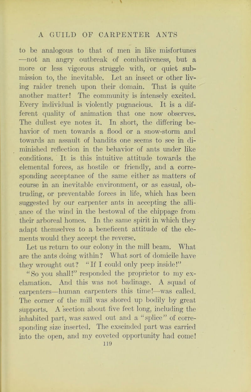 to be analogous to that of men in like misfortunes —not an angry outbreak of combativeness, but a more or less vigorous struggle with, or quiet sub- mission to, the inevitable. Let an insect or other liv- ing raider trench upon their domain. That is quite another matter! The community is intensely excited. Every individual is violently pugnacious. It is a dif- ferent quality of animation that one now observes. The dullest eye notes it. In short, the differing be- havior of men towards a flood or a snow-storm and towards an assault of bandits one seems to see in di- minished reflection in the behavior of ants under like conditions. It is this intuitive attitude towards the elemental forces, as hostile or friendly, and a corre- sponding acceptance of the same either as matters of course in an inevitable environment, or as casual, ob- truding, or preventable forces in life, which has been suggested by our carpenter ants in accepting the alli- ance of the wind in the bestowal of the chippage from their arboreal homes. In the same spirit in which they adapt themselves to a beneficent attitude of the ele- ments would they accept the reverse. Let us return to our colony in the mill beam. What are the ants doing within? AVhat sort of domicile have they wrought out? “If I could only peep inside!” “So you shall!” responded the proprietor to my ex- clamation. And this was not badinage. A squad of carpenters—human carpenters this time!—was called. The corner of the mill was shored up bodily by great supports. A section about five feet long, including the inhabited part, was sawed out and a “splice” of corre- sponding size inserted. The exscinded part was carried into the open, and my coveted opportunity had come!