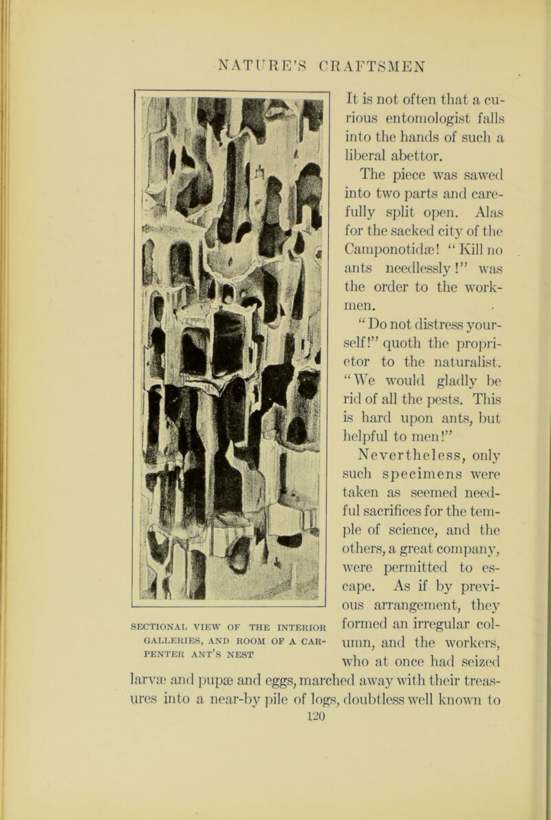 men. “ Do not distress your- self!” quoth the propri- etor to the naturalist. “We would gladly be rid of all the pests. This is hard upon ants, but helpful to men!” Nevertheless, only such specimens were taken as seemed need- ful sacrifices for the tem- ple of science, and the others, a great company, were permitted to es- cape. As if by previ- ous arrangement, they formed an irregular col- umn, and the workers, who at once had seized larvae and pupae and eggs, marched away with their treas- ures into a near-by pile of logs, doubtless well known to 120 SECTIONAL VIEW OF THE INTERIOR GALLERIES, AND ROOM OF A CAR- PENTER ant’s nest It is not often that a cu- rious entomologist falls into the hands of such a liberal abettor. The piece was sawed into two parts and care- fully split open. Alas for the sacked city of the Camponotidae! “ Kill no ants needlessly!” was the order to the wrork-