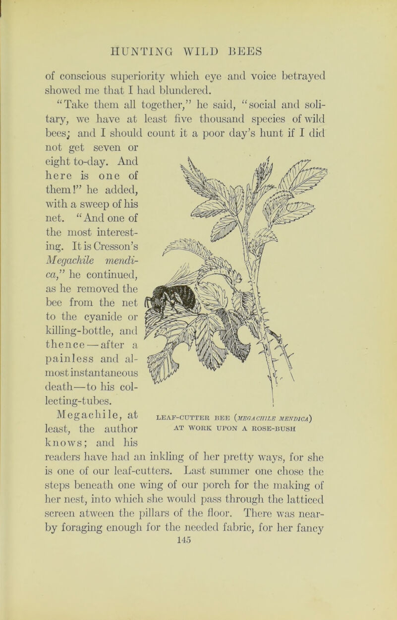 of conscious superiority which eye and voice betrayed showed me that I had blundered. “Take them all together/’ he said, “social and soli- tary, we have at least five thousand species of wild bees; and I should count it a poor day’s hunt if I did not get seven or eight to-day. And here is one of them!” he added, with a sweep of his net. “ And one of the most interest- ing. It is Cresson’s Megachile mencli- ca,” he continued, as he removed the bee from the net to the cyanide or killing-bottle, and thence — after a painless and al- most instantaneous death—to his col- lecting-tubes. Megachile, at LEAF-CUTTER bee {mega cm lb mendica) least, the author AT work upon a rose-bush knows; and his readers have had an inkling of her pretty ways, for she is one of our leaf-cutters. Last summer one chose the steps beneath one wing of our porch for the making of her nest, into which she would pass through the latticed screen atween the pillars of the floor. There was near- by foraging enough for the needed fabric, for her fancy