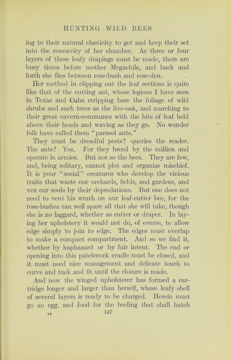 ing to their natural elasticity to get and keep their set into the concavity of her chamber. As three or four layers of these leafy drapings must be made, there are busy times before mother Megachile, and back and forth she Hies between rose-bush and rose-den. Her method in clipping out the leaf sections is quite like that of the cutting ant, whose legions I have seen in Texas and Cuba stripping bare the foliage of wild shrubs and such trees as the live-oak, and marching to their great cavern-communes with the bits of leaf held above their heads and waving as they go. No wonder folk have called them “parasol ants.” They must be dreadful pests? queries the reader. The ants? Yes. For they breed by the million and operate in armies. But not so the bees. They are few, and, being solitary, cannot plot and organize mischief. It is your “social” creatures who develop the vicious traits that waste our orchards, fields, and gardens, and vex our souls by their depredations. But one does not need to vent his wrath on our leaf-cutter bee, for the rose-bushes can well spare all that she will take, though she is no laggard, whether as cutter or draper. In lay- ing her upholstery it would not do, of course, to allow edge simply to join to edge. The edges must overlap to make a compact compartment. And so we find it, whether by haphazard or by fair intent. The end or opening into this patchwork cradle must be closed, and it must need nice management and delicate touch to curve and tuck and fit until the closure is made. And now the winged upholsterer has formed a car- tridge longer and larger than herself, whose leafy shell of several layers is ready to be charged. Herein must go an egg, and food for the beefing that shall hatch 147 XI
