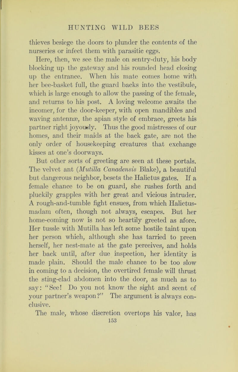 thieves besiege the doors to plunder the contents of the nurseries or infect them with parasitic eggs. Here, then, we see the male on sentry-duty, his body blocking up the gateway and his rounded head closing up the entrance. When his mate comes home with her bee-basket full, the guard backs into the vestibule, which is large enough to allow the passing of the female, and returns to his post. A loving welcome awaits the incomer, for the door-keeper, with open mandibles and waving antennae, the apian style of embrace, greets his partner right joyously. Thus the good mistresses of our homes, and their maids at the back gate, are not the only order of housekeeping creatures that exchange kisses at one’s doorways. But other sorts of greeting are seen at these portals. The velvet ant (Mutilla Canadensis Blake), a beautiful but dangerous neighbor, besets the Halictus gates. If a female chance to be on guard, she rushes forth and pluckily grapples with her great and vicious intruder. A rough-and-tumble fight ensues, from which Halictus- madam often, though not always, escapes. But her home-coming now is not so heartily greeted as afore. Her tussle with Mutilla has left some hostile taint upon her person which, although she has tarried to preen herself, her nest-mate at the gate perceives, and holds her back until, after due inspection, her identity is made plain. Should the male chance to be too slow in coming to a decision, the overtired female will thrust the sting-clad abdomen into the door, as much as to say: “See! Do you not know the sight and scent of your partner’s weapon?” The argument is always con- clusive. The male, whose discretion overtops his valor, has