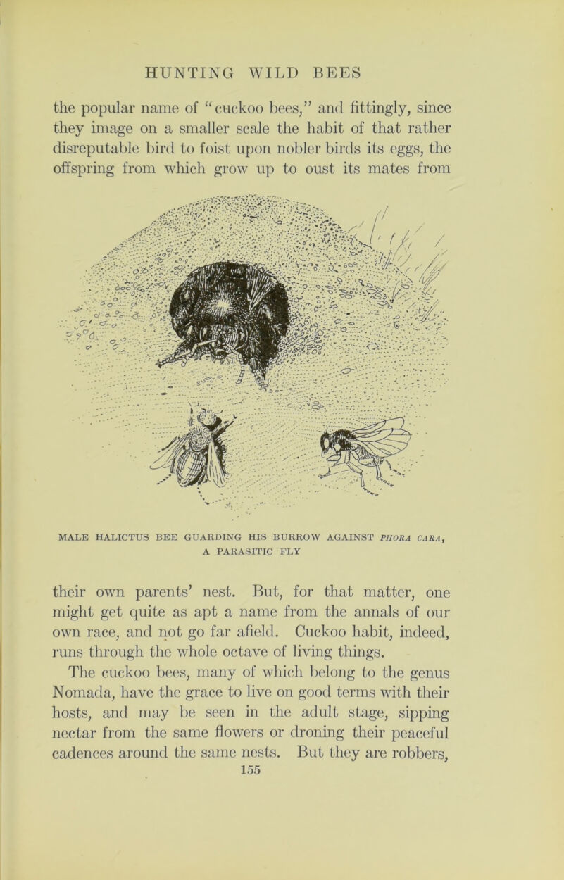 the popular name of “cuckoo bees,” and fittingly, since they image on a smaller scale the habit of that rather disreputable bird to foist upon nobler birds its eggs, the offspring from which grow up to oust its mates from MALE HALICTUS BEE GUARDING HIS BURROW AGAINST PUORA CARA, A PARASITIC ELY their own parents’ nest. But, for that matter, one might get quite as apt a name from the annals of our own race, and not go far afield. Cuckoo habit, indeed, runs through the whole octave of living things. The cuckoo bees, many of which belong to the genus Nomada, have the grace to live on good terms with their hosts, and may be seen in the adult stage, sipping nectar from the same flowers or droning their peaceful cadences around the same nests. But they are robbers,