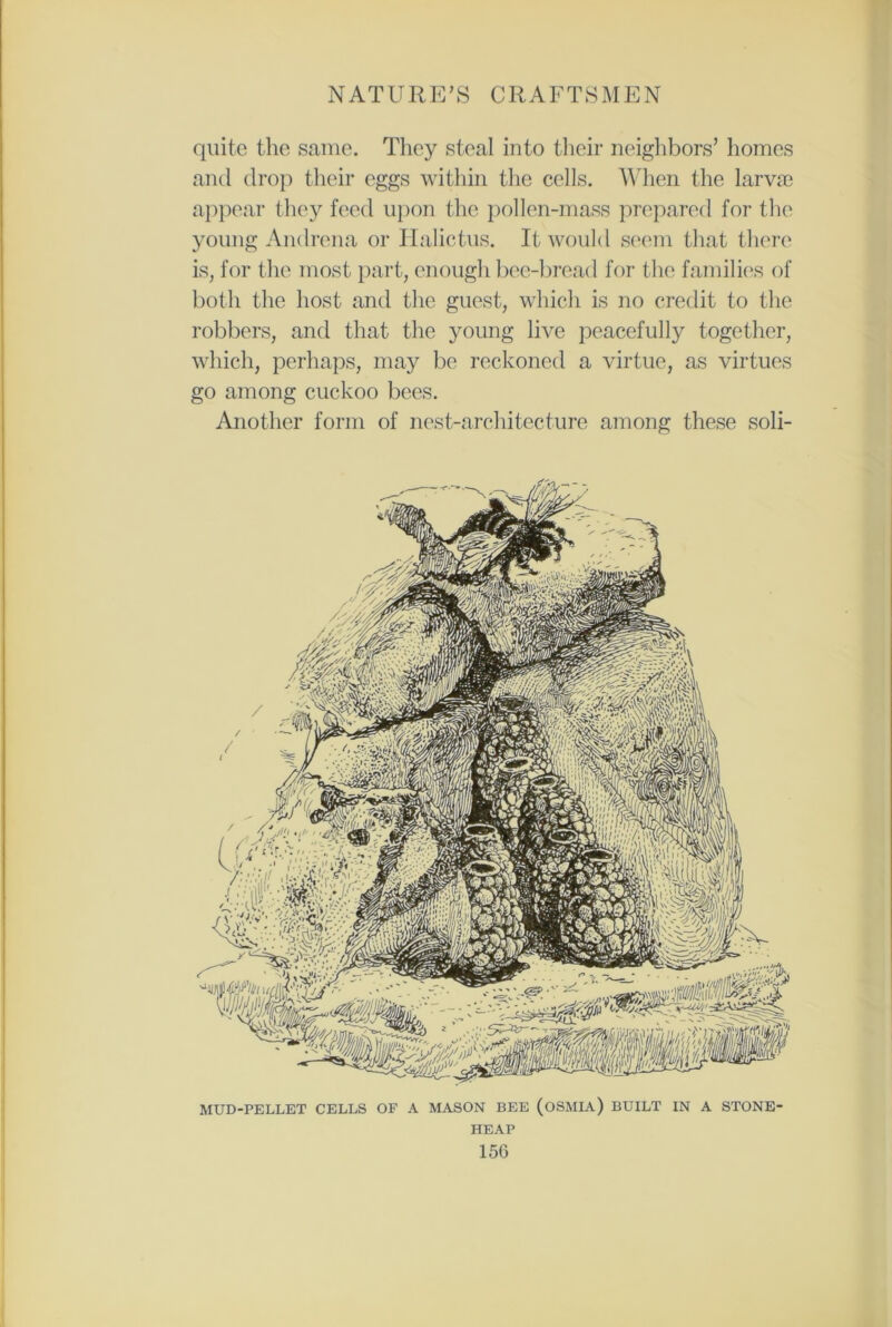 quite the same. They steal into their neighbors’ homes and drop their eggs within the cells. When the larva) appear they feed upon the pollen-mass prepared for the young Andrena or Halictus. It would seem that there is, for the most part, enough bee-bread for the families of both the host and the guest, which is no credit to the robbers, and that the young live peacefully together, which, perhaps, may be reckoned a virtue, as virtues go among cuckoo bees. Another form of nest-architecture among these soli- MUD-PELLET CELLS OF A MASON BEE (OSMIA) BUILT IN A STONE' HEAP