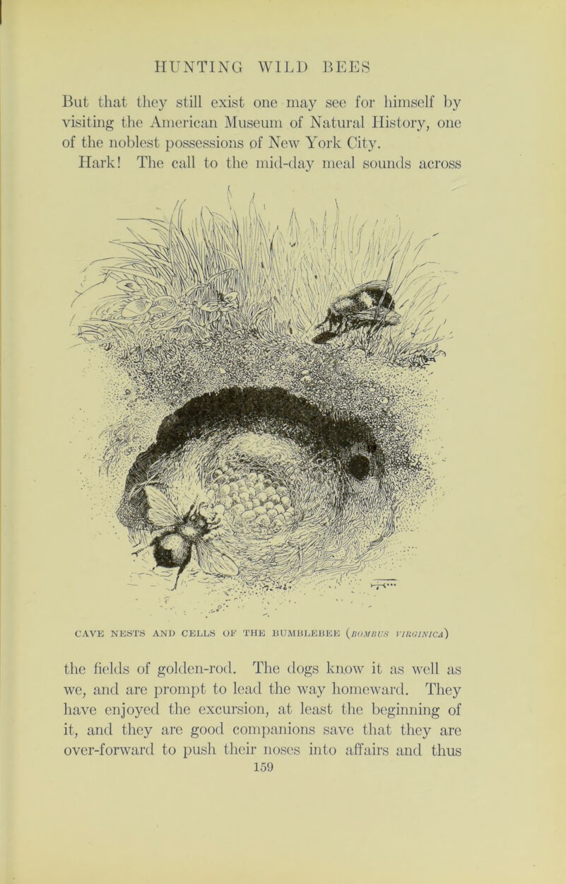 But that they still exist one may see for himself by visiting the American Museum of Natural History, one of the noblest possessions of New York City. Hark! The call to the mid-clay meal sounds across CAVE NESTS AND CELLS OE THE BUMBLEBEE (BOM BUS VIRGIN I Ca) the fields of golden-rod. The dogs know it as well as we, and are prompt to lead the way homeward. They have enjoyed the excursion, at least the beginning of it, and they are good companions save that they are over-forward to push their noses into affairs and thus