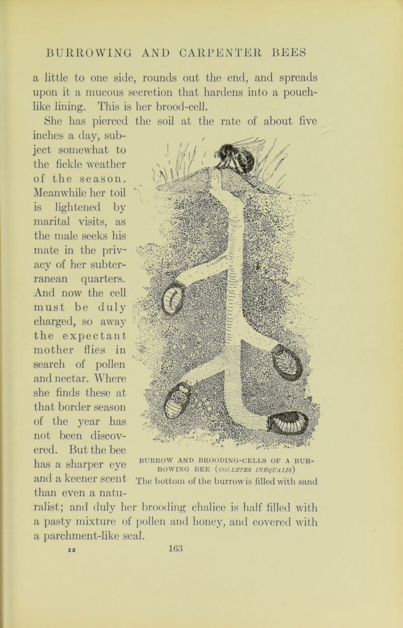 a little to one side, rounds out the end, and spreads upon it a mucous secretion that hardens into a pouch- like lining. This is her brood-cell. She has pierced the soil at the rate of about five inches a day, sub- ject somewhat to the fickle weather of the season. Meanwhile her toil by is lightened marital visits, as the male seeks his mate in the priv- acy of her subter- ranean quarters. And now the cell must be duly charged, so away the expectant mother flies in search of pollen and nectar. Where she finds these at that border season of the year has not been discov- ered. But the bee has a sharper eye and a keener scent than even a natu- ralist; and duly her brooding chalice is half filled with a pasty mixture of pollen and honey, and covered with a parchment-like seal. BURROW AND BROODING-CELLS OF A BUR- ROWING BEE (CO/.LETES 1NEQUAIJS) The bottom of the burrow is filled with sand