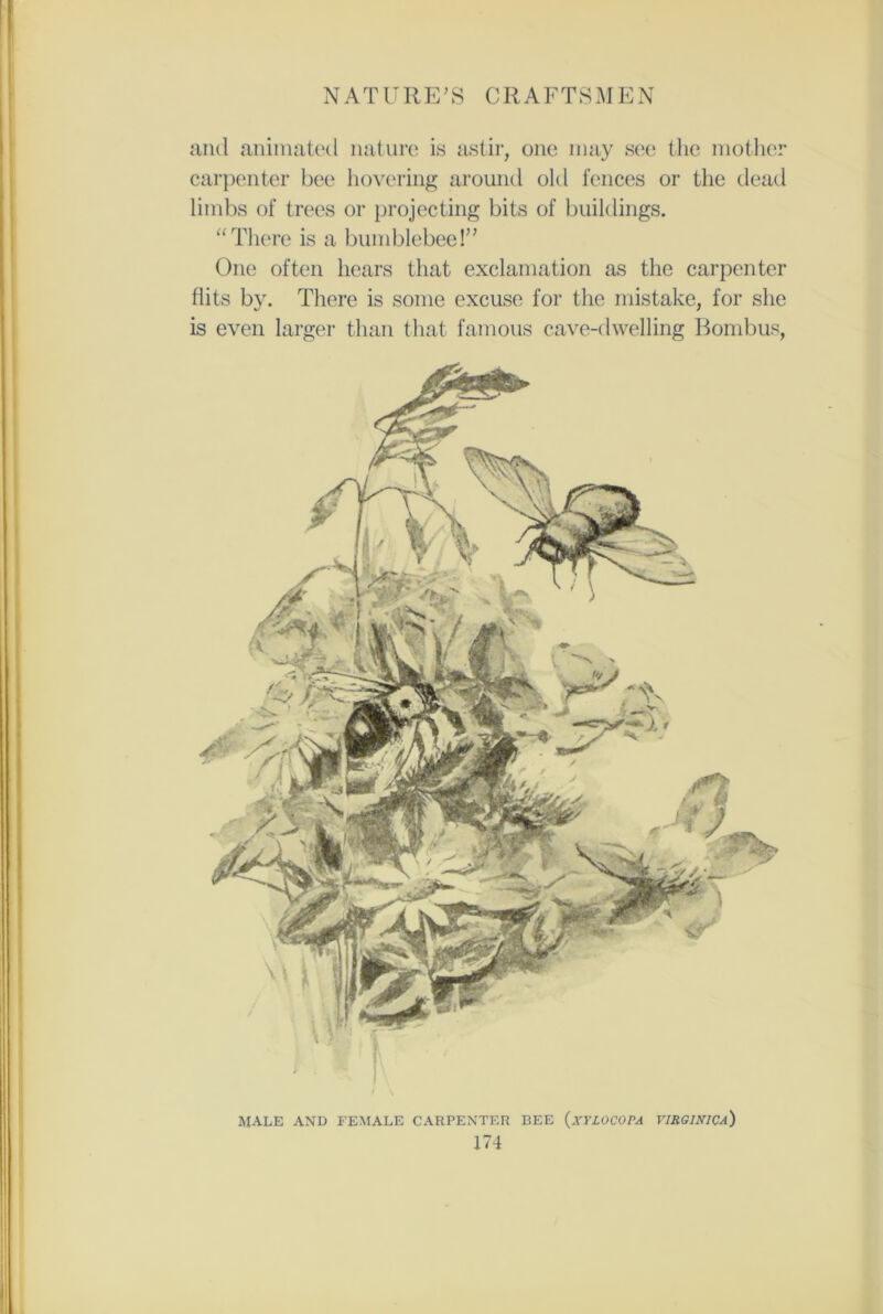 and animated nature is astir, one may see the mother carpenter bee hovering around old fences or the dead limbs of trees or projecting bits of buildings. “There is a bumblebee!” One often hears that exclamation as the carpenter flits by. There is some excuse for the mistake, for she is even larger than that famous cave-clwelling Bombus, I \ MALE AND FEMALE CARPENTER BEE (xYLOCOPA VIRGINICa) m
