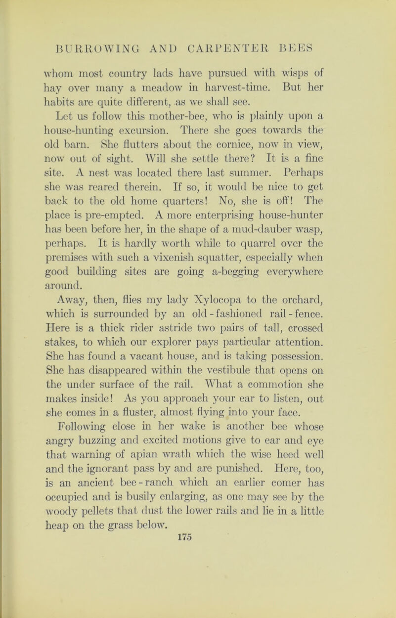 whom most country lads have pursued with wisps of hay over many a meadow in harvest-time. But her habits are quite different, as we shall see. Let us follow this mother-bee, who is plainly upon a house-hunting excursion. There she goes towards the old barn. She flutters about the cornice, now in view, now out of sight. Will she settle there? It is a fine site. A nest was located there last summer. Perhaps she was reared therein. If so, it would be nice to get back to the old home quarters! No, she is off! The place is pre-empted. A more enterprising house-hunter has been before her, in the shape of a mud-dauber wasp, perhaps. It is hardly worth while to quarrel over the premises with such a vixenish squatter, especially when good building sites are going a-begging everywhere around. Away, then, flies my lady Xylocopa to the orchard, which is surrounded by an old - fashioned rail - fence. Here is a thick rider astride two pairs of tall, crossed stakes, to which our explorer pays particular attention. She has found a vacant house, and is taking possession. She has disappeared within the vestibule that opens on the under surface of the rail. What a commotion she makes inside! As you approach your ear to listen, out she comes in a fluster, almost flying into your face. Following close in her wake is another bee whose angry buzzing and excited motions give to ear and eye that warning of apian wrath which the wise heed well and the ignorant pass by and are punished. Here, too, is an ancient bee-ranch which an earlier comer has occupied and is busily enlarging, as one may see by the woody pellets that dust the lower rails and lie in a little heap on the grass below.