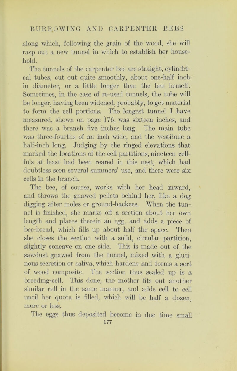 along which, following the grain of the wood, she will rasp out a new tunnel in which to establish her house- hold. The tunnels of the carpenter bee are straight, cylindri- cal tubes, cut out quite smoothly, about one-half inch in diameter, or a little longer than the bee herself. Sometimes, in the case of re-used tunnels, the tube will be longer, having been widened, probably, to get material to form the cell portions. The longest tunnel I have measured, shown on page 176, was sixteen inches, and there was a branch five inches long. The main tube was three-fourths of an inch wide, and the vestibule a half-inch long. Judging by the ringed elevations that marked the locations of the cell partitions, nineteen cell- fuls at least had been reared in this nest, which had doubtless seen several summers’ use, and there were six cells in the branch. The bee, of course, works with her head inward, and throws the gnawed pellets behind her, like a dog digging after moles or ground-hackees. When the tun- nel is finished, she marks off a section about her own length and places therein an egg, and adds a piece of bee-bread, which fills up about half the space. Then she closes the section with a solid, circular partition, slightly concave on one side. This is made out of the sawdust gnawed from the tunnel, mixed with a gluti- nous secretion or saliva, which hardens and forms a sort of wood composite. The section thus sealed up is a breeding-cell. This done, the mother fits out another similar cell in the same manner, and adds cell to cell until her quota is filled, which will be half a dozen, more or less. The eggs thus deposited become in due time small