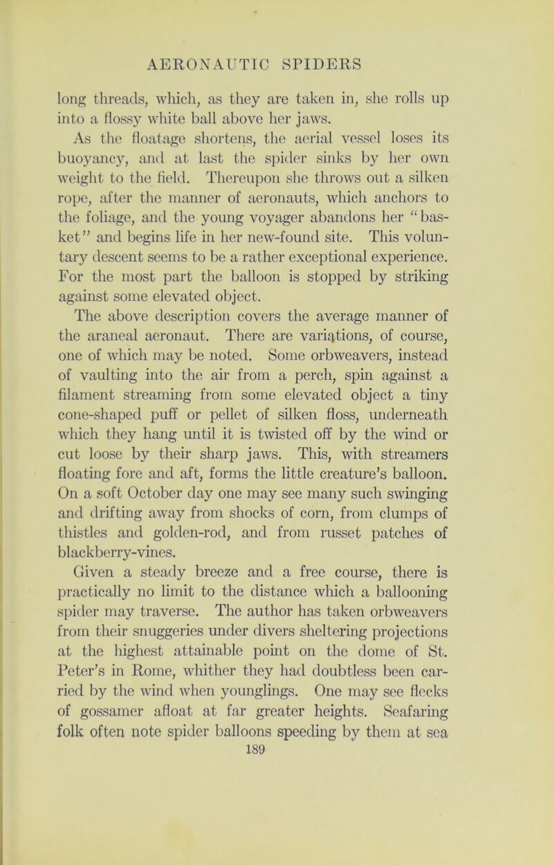long threads, which, as they are taken in, she rolls up into a flossy white ball above her jaws. As the floatage shortens, the aerial vessel loses its buoyancy, and at last the spider sinks by her own weight to the field. Thereupon she throws out a silken rope, after the manner of aeronauts, which anchors to the foliage, and the young voyager abandons her “bas- ket” and begins life in her new-found site. This volun- tary descent seems to be a rather exceptional experience. For the most part the balloon is stopped by striking against some elevated object. The above description covers the average manner of the araneal aeronaut. There are variations, of course, one of which may be noted. Some orbweavers, instead of vaulting into the air from a perch, spin against a filament streaming from some elevated object a tiny cone-shaped puff or pellet of silken floss, underneath which they hang until it is twisted off by the wind or cut loose by their sharp jaws. This, with streamers floating fore and aft, forms the little creature’s balloon. On a soft October day one may see many such swinging and drifting away from shocks of corn, from clumps of thistles and golden-rod, and from russet patches of blackberry-vines. Given a steady breeze and a free course, there is practically no limit to the distance which a ballooning spider may traverse. The author has taken orbweavers from their snuggeries under divers sheltering projections at the highest attainable point on the dome of St. Peter’s in Rome, whither they had doubtless been car- ried by the wind when younglings. One may see flecks of gossamer afloat at far greater heights. Seafaring folk often note spider balloons speeding by them at sea