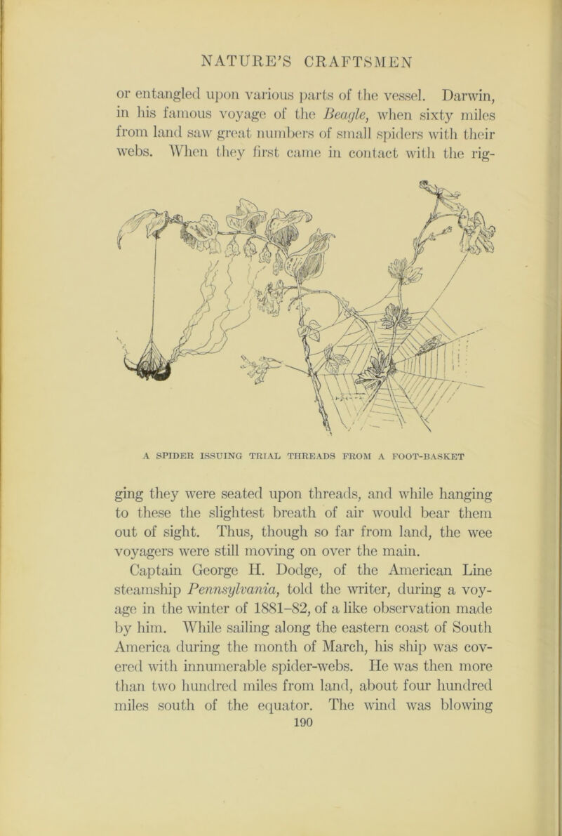 or entangled upon various parts of the vessel. Darwin, in his famous voyage of the Beagle, when sixty miles from land saw great numbers of small spiders with their webs. When they first came in contact with the rig- A SPIDER ISSUING TRIAL THREADS FROM A FOOT-BASKET ging they were seated upon threads, and while hanging to these the slightest breath of air would bear them out of sight. Thus, though so far from land, the wee voyagers were still moving on over the main. Captain George Id. Dodge, of the American Line steamship Pennsylvania, told the writer, during a voy- age in the winter of 1881-82, of a like observation made by him. While sailing along the eastern coast of South America during the month of March, his ship was cov- ered with innumerable spider-webs. He was then more than two hundred miles from land, about four hundred miles south of the equator. The wind was blowing