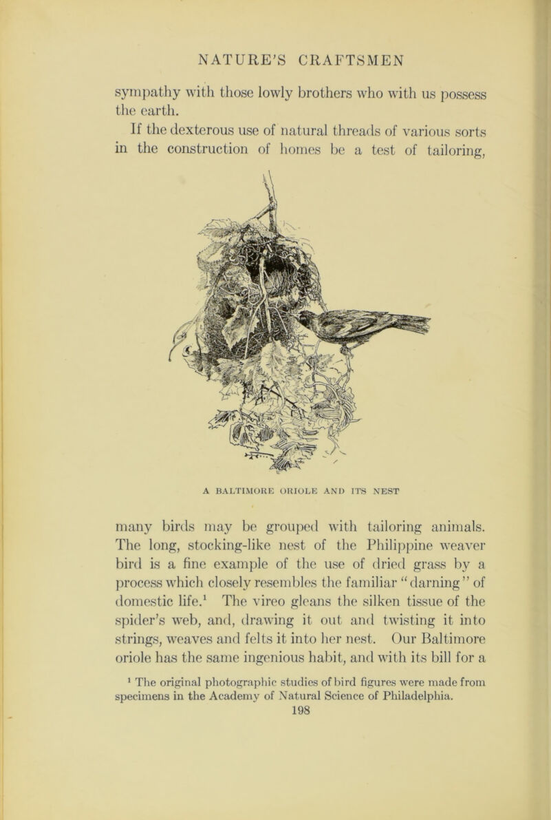 sympathy with those lowly brothers who with us possess the earth. If the dexterous use of natural threads of various sorts in the construction of homes be a test of tailoring, A BALTIMORE ORIOLE AND ITS NEST many birds may be grouped with tailoring animals. The long, stocking-like nest of the Philippine weaver bird is a fine example of the use of dried grass by a process which closely resembles the familiar “darning” of domestic life.1 The vireo gleans the silken tissue of the spider’s web, and, drawing it out and twisting it into strings, weaves and felts it into her nest. Our Baltimore oriole has the same ingenious habit, and with its bill for a 1 The original photographic studies of bird figures were made from specimens in the Academy of Natural Science of Philadelphia.