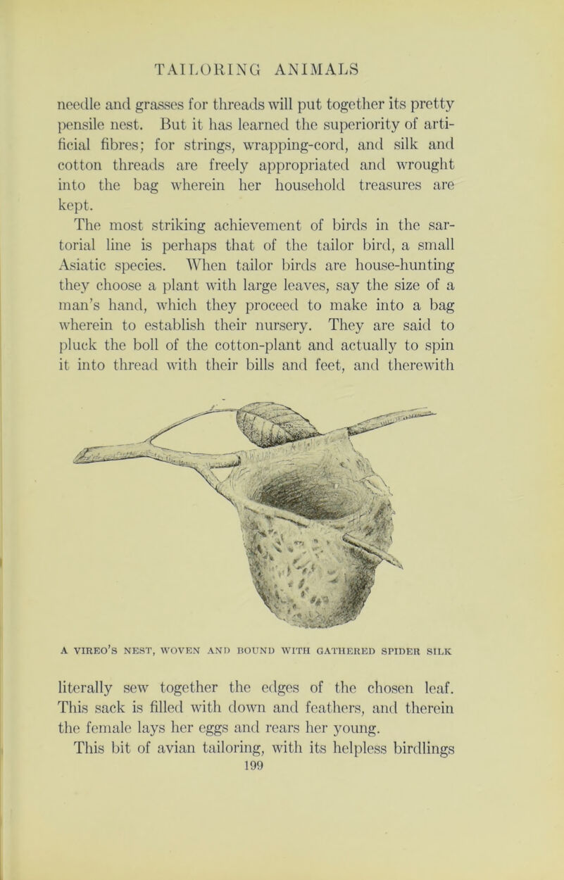 needle and grasses for threads will put together its pretty pensile nest. But it has learned the superiority of arti- ficial fibres; for strings, wrapping-cord, and silk and cotton threads are freely appropriated and wrought into the bag wherein her household treasures are kept. The most striking achievement of birds in the sar- torial line is perhaps that of the tailor bird, a small Asiatic species. When tailor birds are house-hunting they choose a plant with large leaves, say the size of a man’s hand, which they proceed to make into a bag wherein to establish their nursery. They are said to pluck the boll of the cotton-plant and actually to spin it into thread with their bills and feet, and therewith A VIREO’S NEST, WOVEN AND BOUND WITH GATHERED SPIDER SILK literally sew together the edges of the chosen leaf. This sack is filled with down and feathers, and therein the female lays her eggs and rears her young. This bit of avian tailoring, with its helpless birdlings