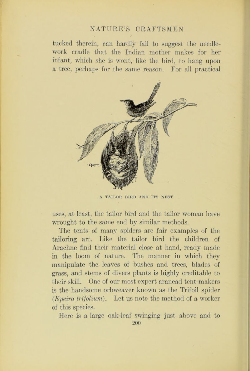 tucked therein, can hardly fail to suggest the needle- work cradle that the Indian mother makes for her infant, which she is wont, like the bird, to hang upon a tree, perhaps for the same reason. For all practical A TAILOR BIRD AND ITS NEST uses, at least, the tailor bird and the tailor woman have wrought to the same end by similar methods. The tents of many spiders are fair examples of the tailoring art. Like the tailor bird the children of Arachne find their material close at hand, ready made in the loom of nature. The manner in which they manipulate the leaves of bushes and trees, blades of grass, and stems of divers plants is highly creditable to their skill. One of our most expert aranead tent-makers is the handsome orbweaver known as the Trifoil spider (Epeira trifolium). Let us note the method of a worker of this species. Here is a large oak-leaf swinging just above and to