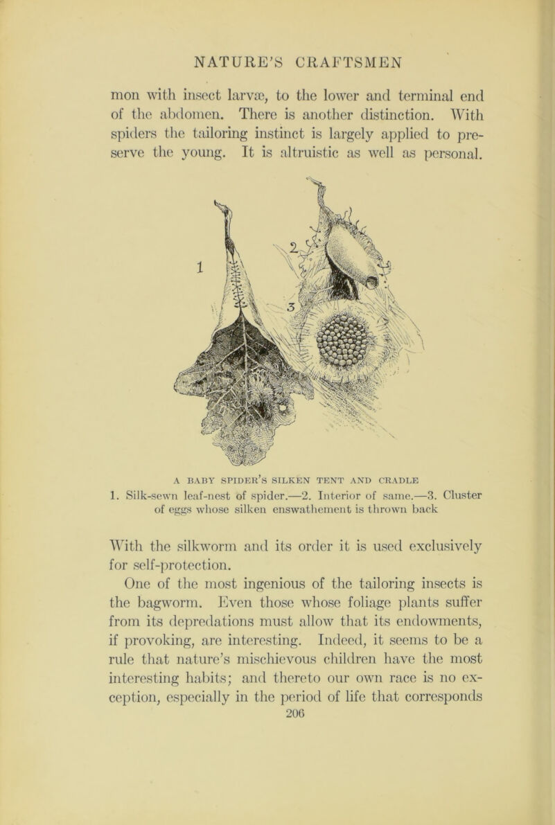 mon with insect larvae, to the lower and terminal end of the abdomen. There is another distinction. With spiders the tailoring instinct is largely applied to pre- serve the young. It is altruistic as well as personal. A BABY spider’s SILKEN TENT AND CRADLE 1. Silk-sewn leaf-nest of spider.—2. Interior of same.—3. Cluster of eggs whose silken enswathement is thrown back With the silkworm and its order it is used exclusively for self-protection. One of the most ingenious of the tailoring insects is the bagworm. Even those whose foliage plants suffer from its depredations must allow that its endowments, if provoking, are interesting. Indeed, it seems to be a rule that nature’s mischievous children have the most interesting habits; and thereto our own race is no ex- ception, especially in the period of life that corresponds 200