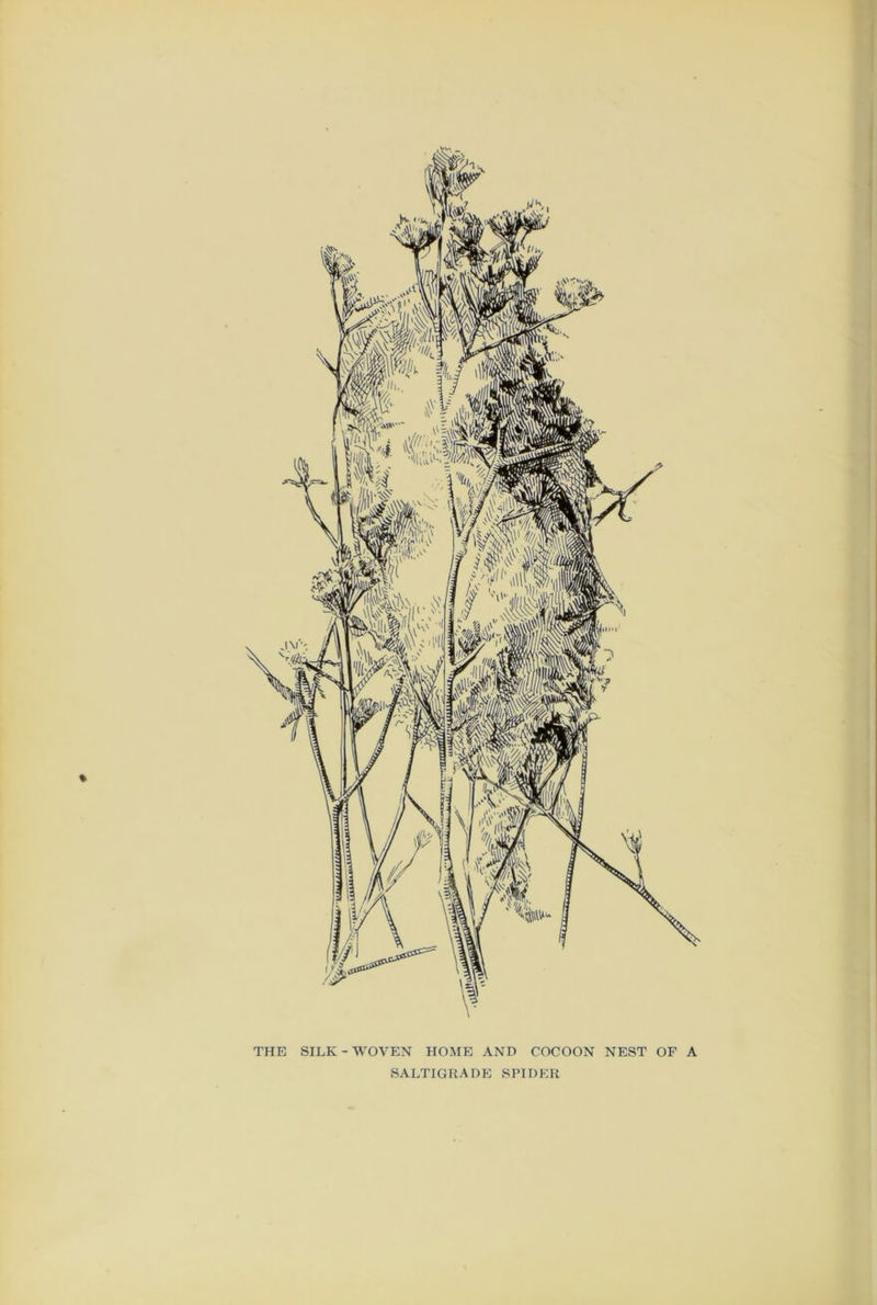 THE SILK - WOVEN HOME AND COCOON NEST OF A SALTIGKADE SPIDER