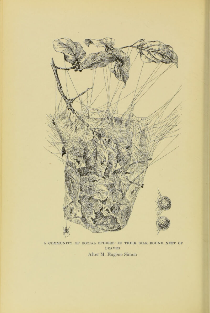 SOCIAL SPIDERS IN THEIR SILK-BOUND NEST OF LEAVES After M. Eugene Simon A COMMUNITY OF