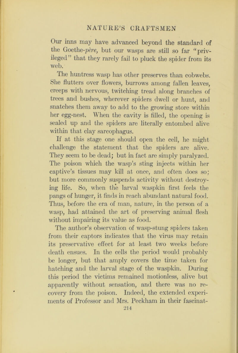 Our inns may have advanced beyond the standard of the Goethe-pere, but our wasps are still so far “priv- ileged” that they rarely fail to pluck the spider from its web. The huntress wasp has other preserves than cobwebs. She flutters over flowers, burrows among fallen leaves, creeps with nervous, twitching tread along branches of trees and bushes, wherever spiders dwell or hunt, and snatches them away to add to the growing store within her egg-nest. When the cavity is filled, the opening is sealed up and the spiders are literally entombed alive within that clay sarcophagus. If at this stage one should open the cell, he might challenge the statement that the spiders are alive. They seem to be dead; but in fact are simply paralyzed. The poison which the wasp’s sting injects within her captive’s tissues may kill at once, and often does so; but more commonly suspends activity without destroy- ing life. So, when the larval waspkin first feels the pangs of hunger, it finds in reach abundant natural food. Thus, before the era of man, nature, in the person of a wasp, had attained the art of preserving animal flesh without impairing its value as food. The author’s observation of wasp-stung spiders taken from their captors indicates that the virus may retain its preservative effect for at least two weeks before death ensues. In the cells the period would probably be longer, but that amply covers the time taken for hatching and the larval stage of the waspkin. During this period the victims remained motionless, alive but apparently without sensation, and there was no re- covery from the poison. Indeed, the extended experi- ments of Professor and Mrs. Peckham in their fascinat-