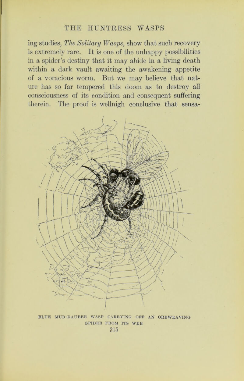 ing studies, The Solitary Wasps, show that such recovery is extremely rare. It is one of the unhappy possibilities in a spider’s destiny that it may abide in a living death within a dark vault awaiting the awakening appetite of a voracious worm. But we may believe that nat- ure has so far tempered this doom as to destroy all consciousness of its condition and consequent suffering therein. The proof is wellnigh conclusive that sensa- BLUE MUD-DAUBER WASP CARRYING OFF AN ORBWEAVING SPIDER FROM ITS WEB