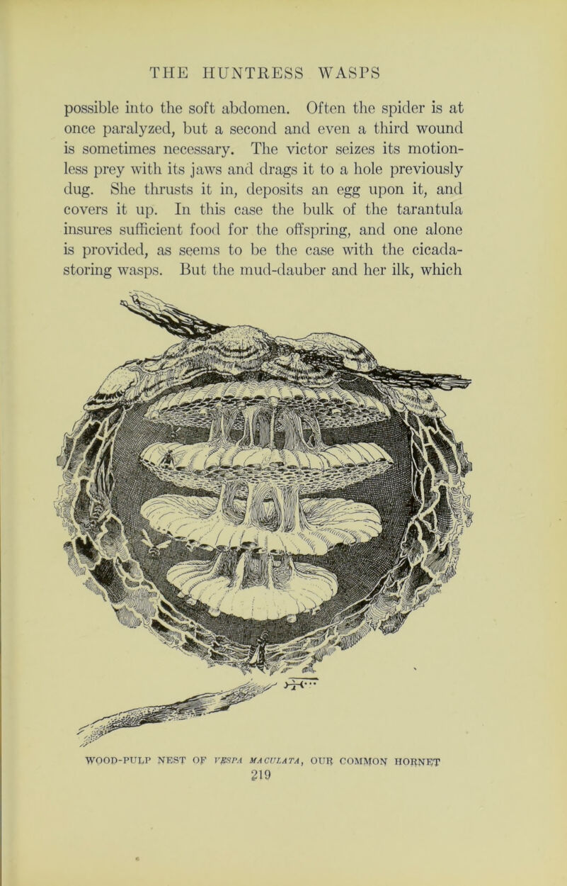 possible into the soft abdomen. Often the spider is at once paralyzed, but a second and even a third wound is sometimes necessary. The victor seizes its motion- less prey with its jaws and drags it to a hole previously dug. She thrusts it in, deposits an egg upon it, and covers it up. In this case the bulk of the tarantula insures sufficient food for the offspring, and one alone is provided, as seems to be the case with the cicada- storing wasps. But the mud-dauber and her ilk, which WOOD-PULP NEST OF VESPA MACVLATA, OUR COMMON HORNET