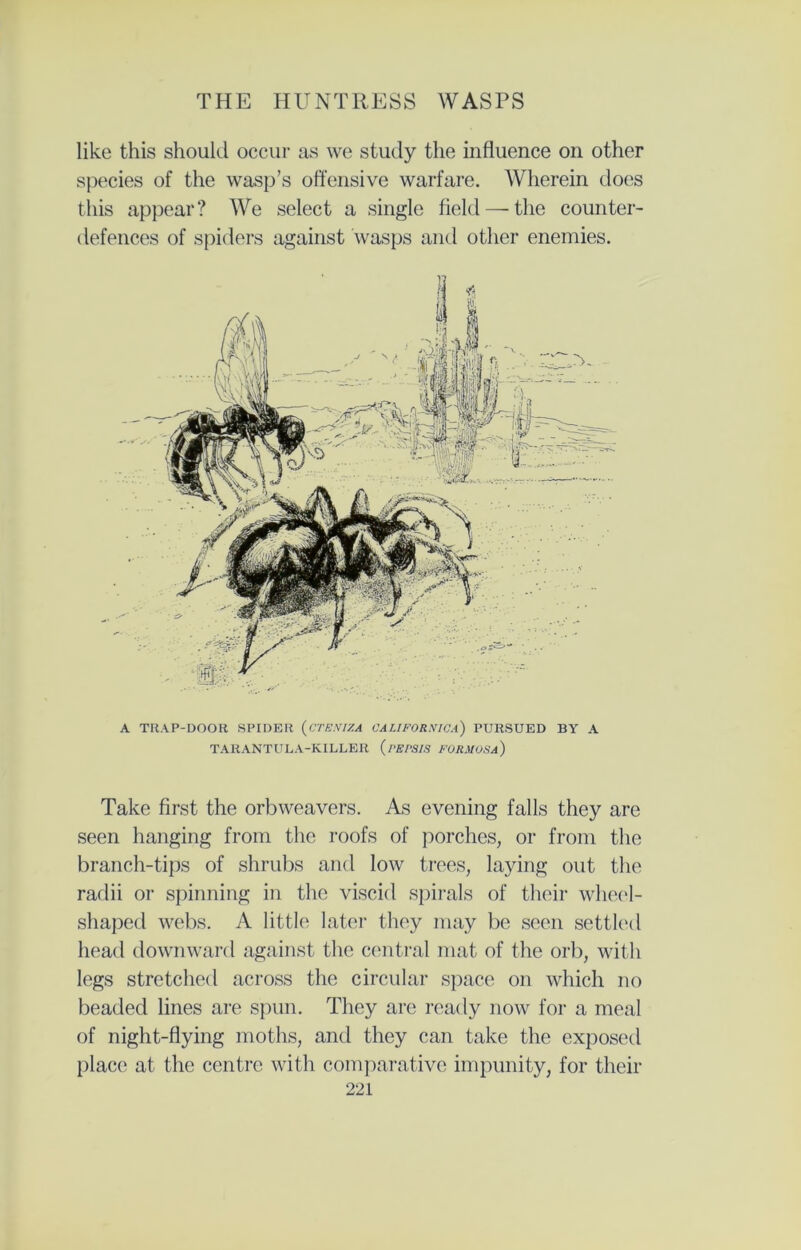 like this should occur as we study the influence on other species of the wasp’s offensive warfare. Wherein does this appear? We select a single field —the counter- defences of spiders against wasps and other enemies. A TRAP-DOOK SPIDER (CTENI7.A CAUFORXICA) PURSUED BY A TARANTULA-KILLER (PErSIS FORMOSA) Take first the orbweavers. As evening falls they are seen hanging from the roofs of porches, or from the branch-tips of shrubs and low trees, laying out the radii or spinning in the viscid spirals of their wheel- shaped webs. A little later they may be seen settled head downward against the central mat of the orb, with legs stretched across the circular space on which no beaded lines are spun. They are ready now for a meal of night-flying moths, and they can take the exposed place at the centre with comparative impunity, for their