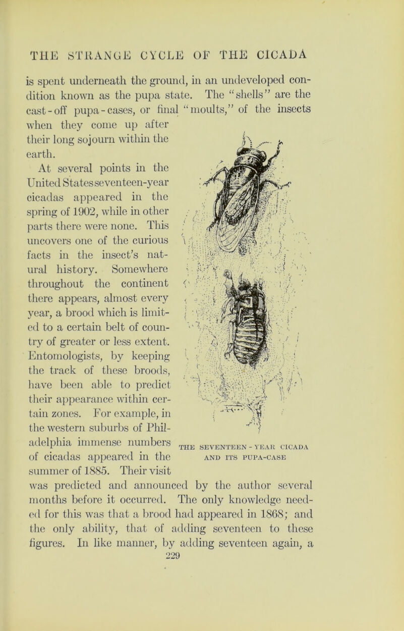 is spout underneath the ground, in an undeveloped con- dition known as the pupa state. The “shells” are the cast-off pupa-cases, or final “moults,” of the insects when they come up after their long sojourn within the earth. At several points in the United States seventeen-year cicadas appeared in the spring of 1902, while in other parts there were none. This uncovers one of the curious facts in the insect’s nat- ural history. Somewhere throughout the continent there appears, almost every year, a brood which is limit- ed to a certain belt of coun- try of greater or less extent. Entomologists, by keeping the track of these broods, have been able to predict their appearance within cer- tain zones. For example, in the western suburbs of Phil- adelphia immense numbers of cicadas appeared in the summer of 1885. Their visit was predicted and announced by the author several months before it occurred. The only knowledge need- ed for this was that a brood had appeared in 1868; and the only ability, that of adding seventeen to these figures. In like manner, by adding seventeen again, a THE SEVENTEEN - YEAR CICADA AND ITS PUPA-CASE