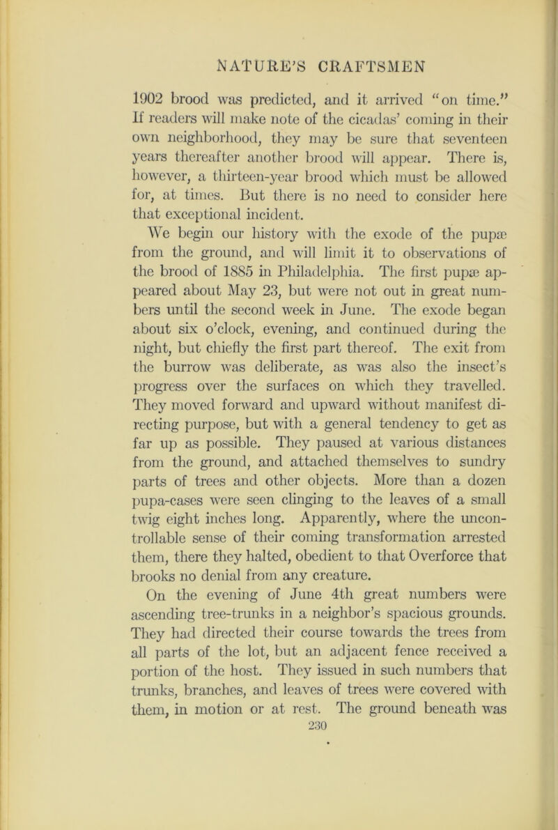 1902 brood was predicted, and it arrived “on time.” 11 readers will make note of the cicadas’ coming in their own neighborhood, they may be sure that seventeen years thereafter another brood will appear. There is, however, a thirteen-year brood which must be allowed for, at times. But there is no need to consider here that exceptional incident. We begin our history with the exode of the pupse from the ground, and will limit it to observations of the brood of 1885 in Philadelphia. The first pupa? ap- peared about May 23, but were not out in great num- bers until the second week in June. The exode began about six o’clock, evening, and continued during the night, but chiefly the first part thereof. The exit from the burrow was deliberate, as was also the insect’s progress over the surfaces on which they travelled. They moved forward and upward without manifest di- recting purpose, but with a general tendency to get as far up as possible. They paused at various distances from the ground, and attached themselves to sundry parts of trees and other objects. More than a dozen pupa-cases were seen clinging to the leaves of a small twig eight inches long. Apparently, where the uncon- trollable sense of their coming transformation arrested them, there they halted, obedient to that Overforce that brooks no denial from any creature. On the evening of June 4th great numbers were ascending tree-trunks in a neighbor’s spacious grounds. They had directed their course towards the trees from all parts of the lot, but an adjacent fence received a portion of the host. They issued in such numbers that trunks, branches, and leaves of trees were covered with them, in motion or at rest. The ground beneath was