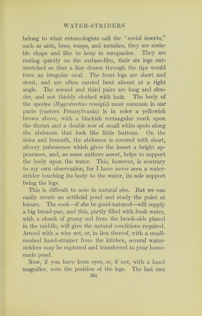 W A T ER-STRIDERS belong to what entomologists call the “ social insects,” such as ants, bees, wasps, and termites, they are socia- ble chaps and like to keep in companies. They are resting quietly on the surface-film, their six legs out- stretched so that a line drawn through the tips would form an irregular oval. The front legs are short and stout, and are often carried bent almost at a right angle. The second and third pairs are long and slen- der, and not thickly clothed with hair. The body of the species (Hygrotrechus remigis) most common in our parts (eastern Pennsylvania) is in color a yellowish brown above, with a blackish rectangular mark upon the thorax and a double row of small white spots along the abdomen that look like little buttons. On the sides and beneath, the abdomen is covered with short, silvery pubescence which gives the insect a bright ap- pearance, and, as some authors assert, helps to support the body upon the water. This, however, is contrary to my own observation, for I have never seen a water- strider touching its body to the water, its sole support being the legs. This is difficult to note in natural site. But we can easily create an artificial pond and study the point at leisure. The cook—if she be good-natured—will supply a big bread-pan, and this, partly filled with fresh water, with a chunk of grassy sod from the brook-side placed in the middle, will give the natural conditions required. Armed with a wire net, or, in lieu thereof, with a small- meshed hand-strainer from the kitchen, several water- striders may be captured and transferred to your home- made pond. Now, if you have keen eyes, or, if not, with a hand magnifier, note the position of the legs. The last two