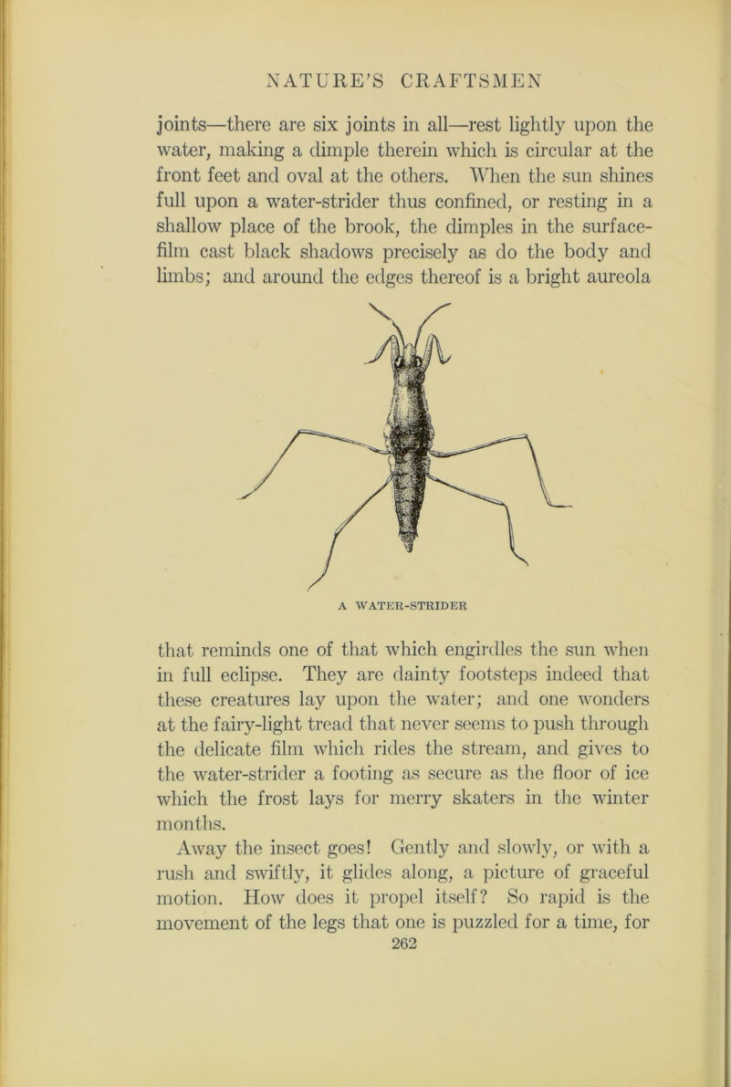 joints—there are six joints in all—rest lightly upon the water, making a dimple therein which is circular at the front feet and oval at the others. When the sun shines full upon a water-strider thus confined, or resting in a shallow place of the brook, the dimples in the surface- film cast black shadows precisely as do the body and limbs; and around the edges thereof is a bright aureola that reminds one of that which engirdles the sun when in full eclipse. They are dainty footsteps indeed that these creatures lay upon the water; and one wonders at the fairy-light tread that never seems to push through the delicate film which rides the stream, and gives to the water-strider a footing as secure as the floor of ice which the frost lays for merry skaters in the winter months. Away the insect goes! Gently and slowly, or with a rush and swiftly, it glides along, a picture of graceful motion. How does it propel itself? So rapid is the movement of the legs that one is puzzled for a time, for