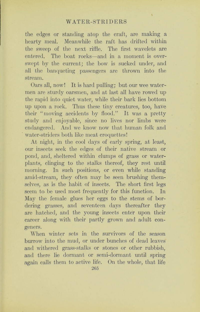 the edges or standing atop the craft, are making a hearty meal. Meanwhile the raft has drifted within the sweep of the next riffle. The first wavelets are entered. The boat rocks—and in a moment is over- swept by the current; the bow is sucked under, and all the banqueting passengers are thrown into the stream. Oars all, now! It is hard pulling; but our wee water- men are sturdy oarsmen, and at last all have rowed up the rapid into quiet water, while their bark lies bottom up upon a rock. Thus these tiny creatures, too, have their “moving accidents by flood.” It was a pretty study and enjoyable, since no lives nor limbs were endangered. And we know now that human folk and water-striders both like meat croquettes! At night, in the cool days of early spring, at least, our insects seek the edges of their native stream or pond, and, sheltered within clumps of grass or water- plants, clinging to the stalks thereof, they rest until morning. In such positions, or even while standing amid-stream, they often may be seen brushing them- selves, as is the habit of insects. The short first legs seem to. be used most frequently for this function. In May the female glues her eggs to the stems of bor- dering grasses, and seventeen days thereafter they are hatched, and the young insects enter upon their career along with their partly grown and adult con- geners. When winter sets in the survivors of the season burrow into the mud, or under bunches of dead leaves and withered grass-stalks or stones or other rubbish, and there lie dormant or semi-dormant until spring again calls them to active life. On the whole, that life