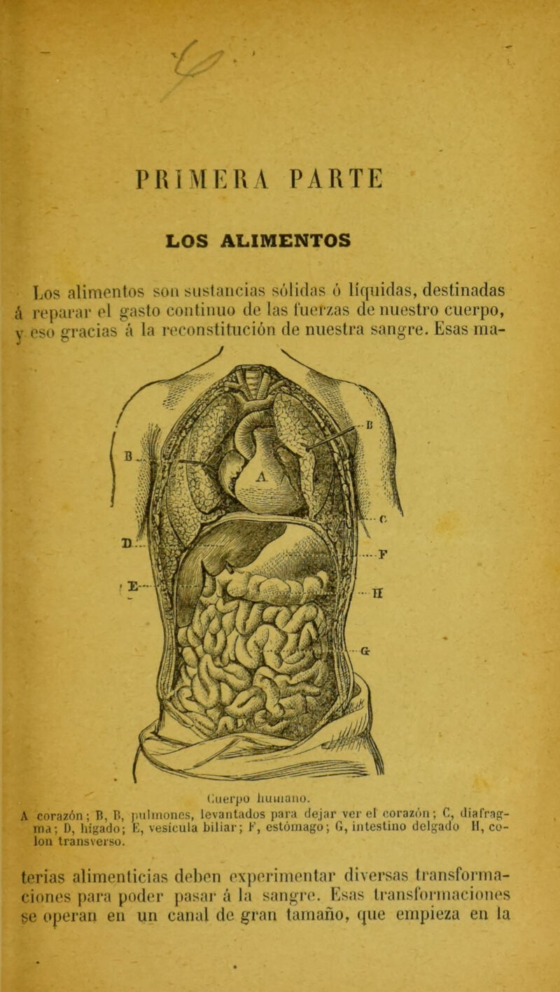 LOS ALIMENTOS Los alimentos son sustancias sólidas ó líquidas, destinadas á reparar el gasto continuo de las fuerzas de nuestro cuerpo, v eso gracias á la reconstitución de nuestra sangre. Esas ma- Cuerpo humano. A corazón; B, B, pulmones, levantados para dejar ver el corazón; C, diafrag- ma; D, hígado; E, vesícula biliar; E, estómago; G, intestino delgado II, co- lon transverso. terias alimenticias deben experimentar diversas transforma- ciones para poder pasar á la sangre. Esas transformaciones se operan en un canal de gran tamaño, que empieza en la