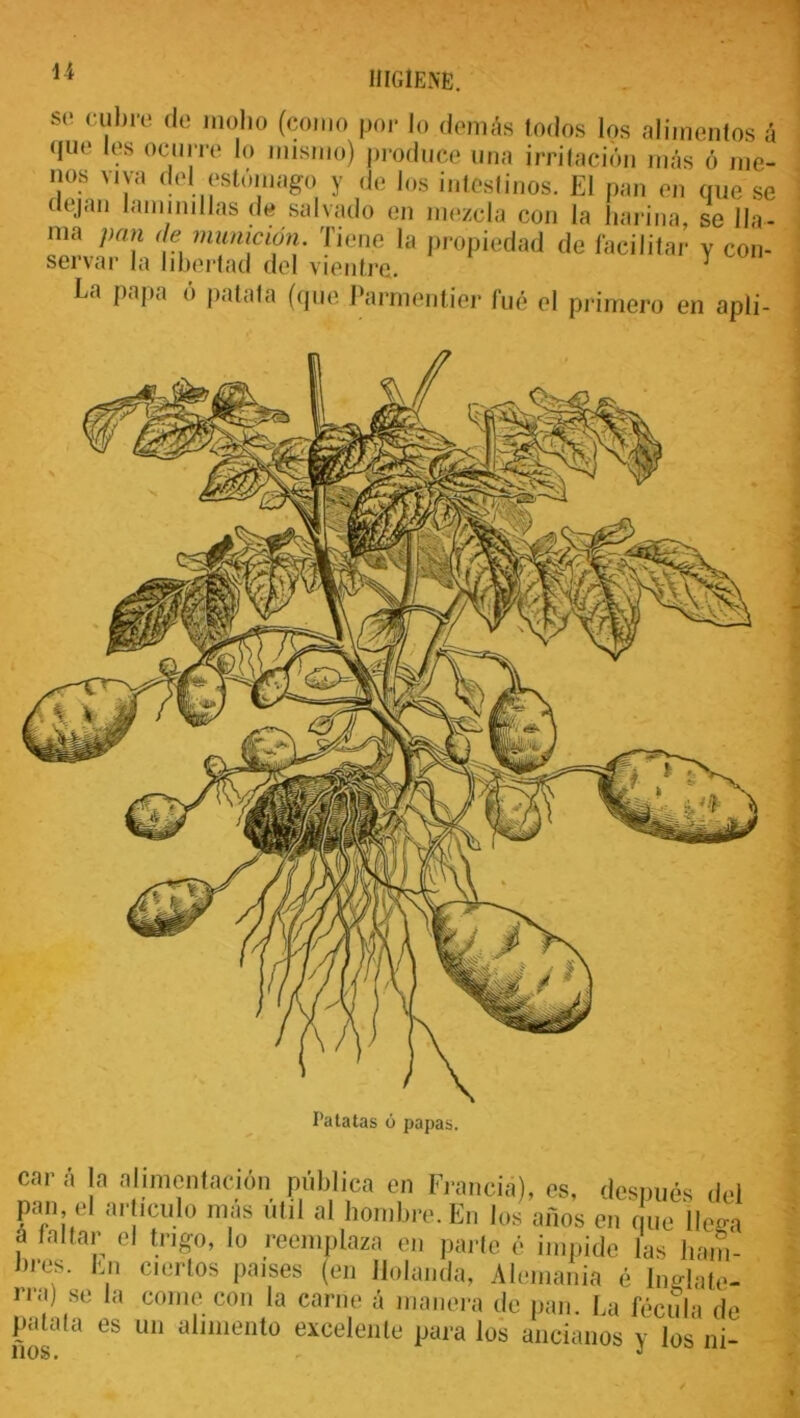 se cubre de moho (como por lo demás todos los alimentos á que Ies ocurre lo mismo) produce una irritación más ó me- nos viva del estómago y de los intestinos. El pan en que se dejan laminillas de salvado en mezcla con la harina, se 11a- ma J)a\l '!?. municíón- Tiene la propiedad de facilitar v con- servar la libertad del vientre. La papa ó patata (que Parmentier fue el primero en apli- I'atatas cara la alimentación pública en Francia), es, después del pan el articulo más útil al hombre. En los años en que Ucea car pan, t-. .n ucuio mas um ai nompre. En los años en que lleca a faltar el trigo, lo reemplaza en parte é impide las ham- bres. En ciertos países (en Holanda, Alemania é Inglate- rra) se la come con la carne á manera de pan. La fécula de patata es un alimento excelente para los ancianos y los ni-