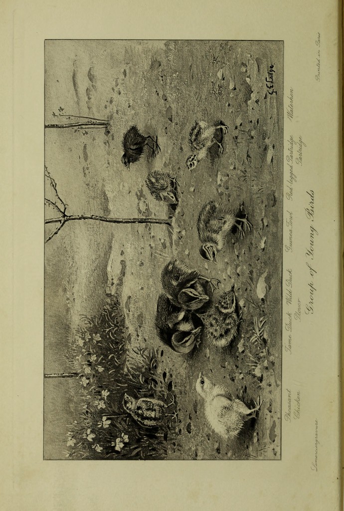 Habit and instinct / by C. Lloyd Morgan. | Wellcome Collection