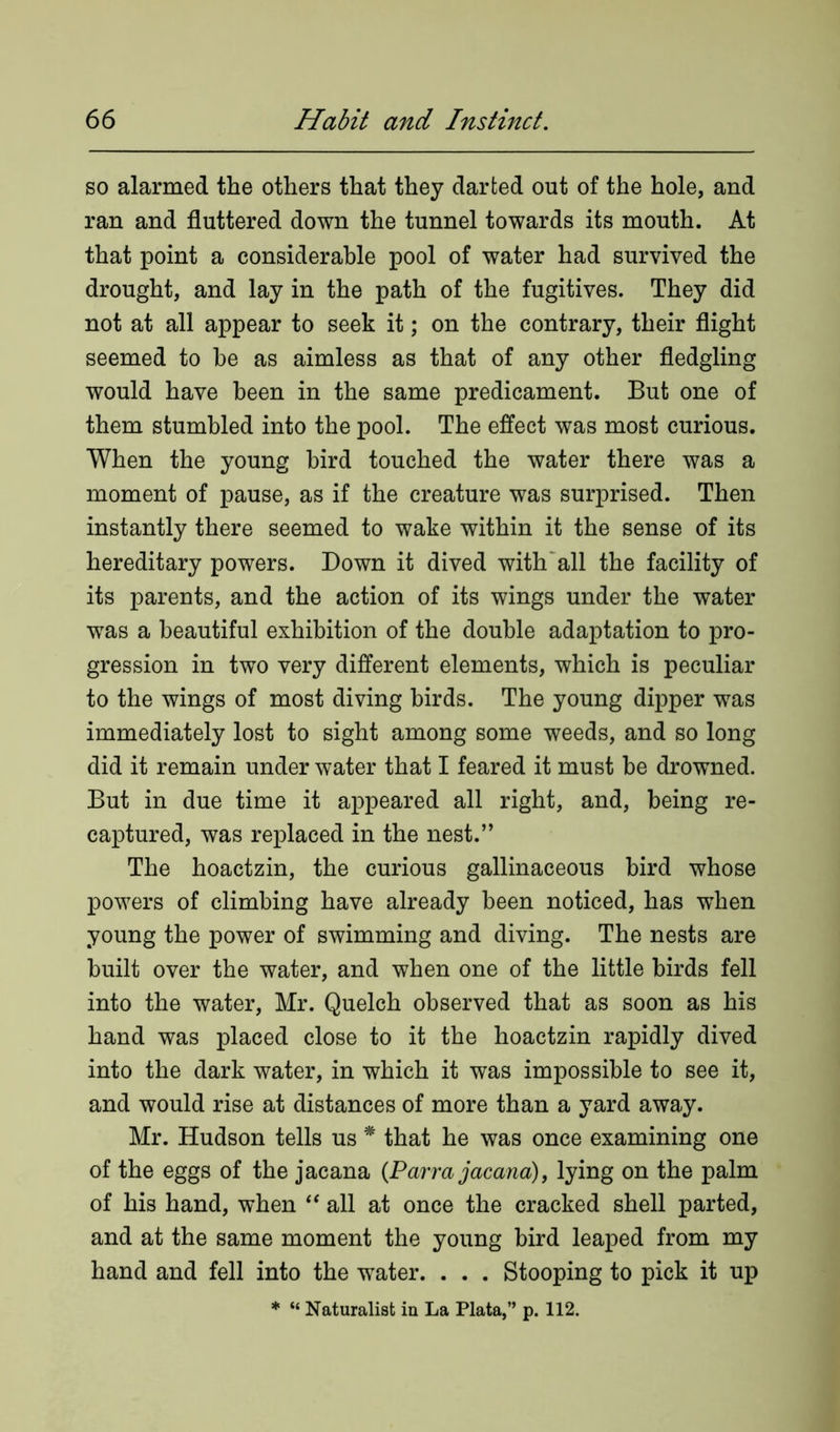 so alarmed the others that they darted out of the hole, and ran and fluttered down the tunnel towards its mouth. At that point a considerable pool of water had survived the drought, and lay in the path of the fugitives. They did not at all appear to seek it; on the contrary, their flight seemed to he as aimless as that of any other fledgling would have been in the same predicament. But one of them stumbled into the pool. The effect was most curious. When the young bird touched the water there was a moment of pause, as if the creature was surprised. Then instantly there seemed to wake within it the sense of its hereditary powers. Down it dived with all the facility of its parents, and the action of its wings under the water wras a beautiful exhibition of the double adaptation to pro- gression in two very different elements, which is peculiar to the wings of most diving birds. The young dipper wras immediately lost to sight among some weeds, and so long did it remain under water that I feared it must be drowmed. But in due time it appeared all right, and, being re- captured, was replaced in the nest.” The hoactzin, the curious gallinaceous bird whose powers of climbing have already been noticed, has when young the power of swimming and diving. The nests are built over the water, and when one of the little birds fell into the water, Mr. Quelch observed that as soon as his hand was placed close to it the hoactzin rapidly dived into the dark water, in which it was impossible to see it, and would rise at distances of more than a yard away. Mr. Hudson tells us * that he was once examining one of the eggs of the jacana {Parra jacana), lying on the palm of his hand, when “ all at once the cracked shell parted, and at the same moment the young bird leaped from my hand and fell into the water. . . . Stooping to pick it up * “ Naturalist in La Plata,” p. 112.