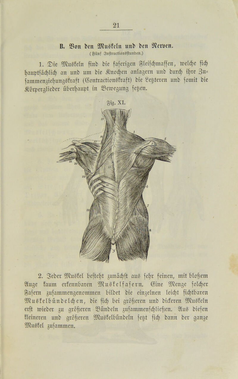 U. ÜBott beit üfttiöfeltt «ttb beit fernen. (günf 3njtructibn8|tunben.) 1. ®te ^OcttSfelrt fiitb bie faferigen gleifcfjmaffen, tr»eld;e fid) Ijauptfädjlid; an ttnb um bie Änodjen anlagern unb burct) if>re 3«= f a nt nt en 3 i el; u it g 3 fr a ft (©ontracticmöfraft) bie Seigeren unb fomit bie Äörperglteber überhaupt in SSemegttng fe£en. Bis- XI. 2. Seber 9ftu§fel befielt junäd)(t auß fel;r feinen, mit btofjem Singe faum erfennbaren SKuSlelfafern. (Sine Sftenge foldjer Wafern jufammengenommen bilbet bie einzelnen leid;t fid;tbaren 5Jiuötelbiinbeld;en, bie fid; bei größeren unb bieferen 5)iu3feln erft mieber 31t größeren 33iinbeln 3ufantmenfd;Iie§en. SluS biefett Heineren unb größeren SUiudlelbünbeln fetjt fid; bann ber gait3e 9Jlu3fel 3ufammen.