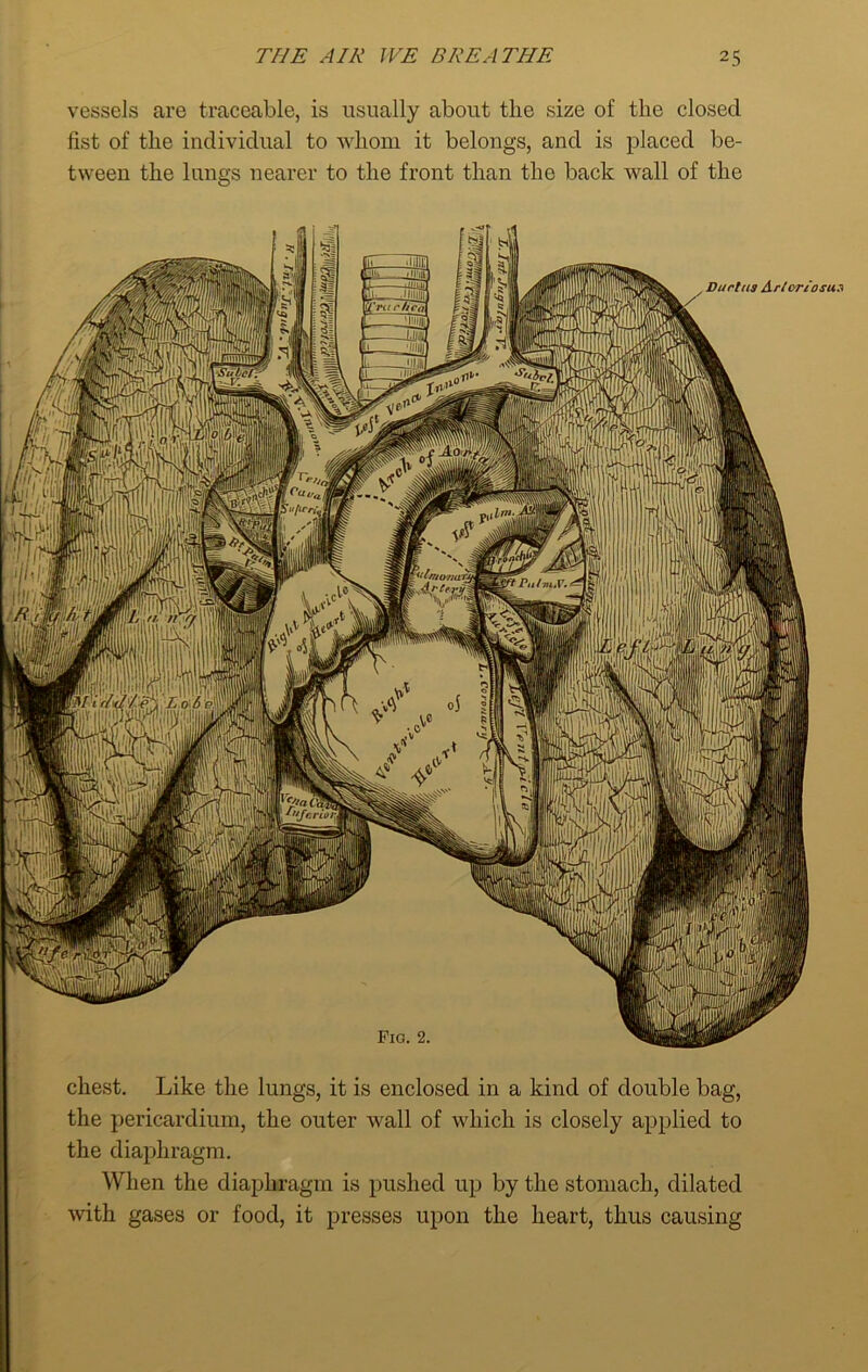vessels are traceable, is usually about the size of the closed fist of the individual to whom it belongs, and is placed be- tween the lungs nearer to the front than the back wall of the chest. Like the lungs, it is enclosed in a kind of double bag, the pericardium, the outer wall of which is closely applied to the diaphragm. When the diaphragm is pushed up by the stomach, dilated with gases or food, it presses upon the heart, thus causing