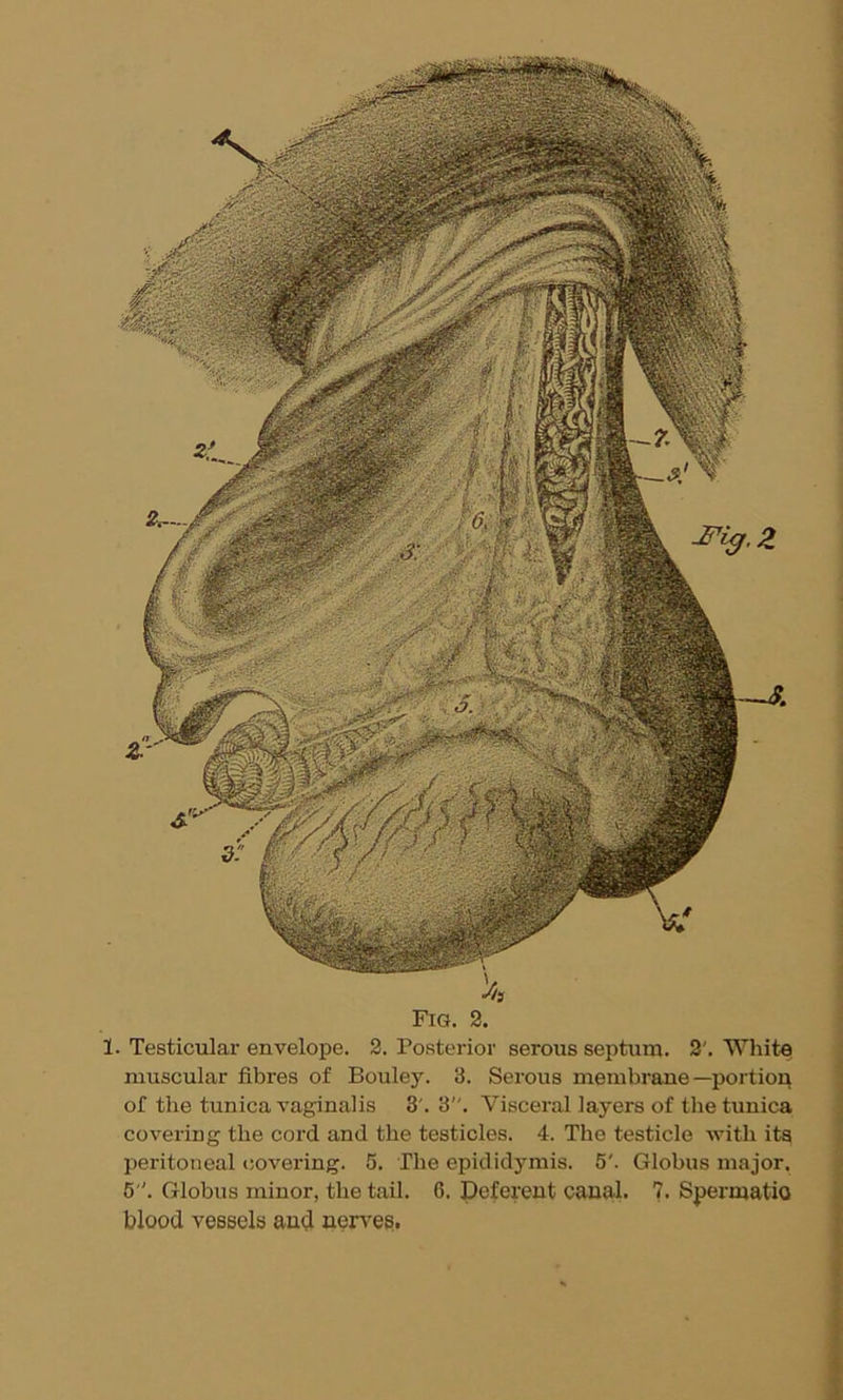 Fig. 2. 1. Testicular envelope. 2. Posterior serous septum. 2'. White muscular fibres of Bouley. 3. Serous membrane—portion of the tunica vaginalis 3'. 3. Visceral layers of the tunica covering the cord and the testicles. 4. The testicle with its peritoneal covering. 5. The epididymis. 5'. Globus major. 5. Globus minor, the tail. 6. Deferent canal, 7. Spermatic blood vessels and nerves.