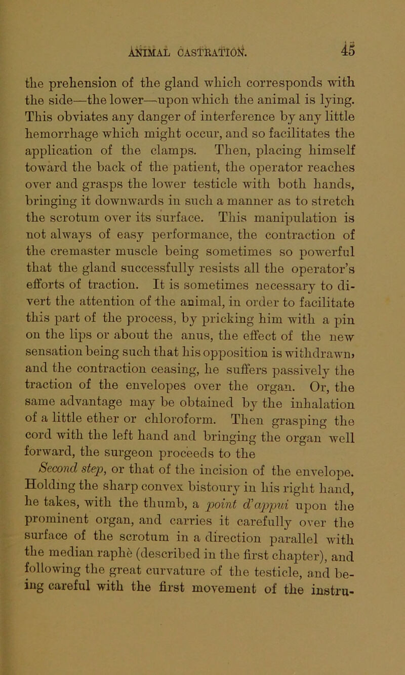 the prehension of the gland which corresponds with the side—the lower—upon which the animal is lying. This obviates any danger of interference by any little hemorrhage which might occur, and so facilitates the application of the clamps. Then, placing himself toward the back of the patient, the operator reaches over and grasps the lower testicle with both hands, bringing it downwards in such a manner as to stretch the scrotum over its surface. This manipulation is not always of easy performance, the contraction of the cremaster muscle being sometimes so powerful that the gland successfully resists all the operator’s efforts of traction. It is sometimes necessary to di- vert the attention of the animal, in order to facilitate this part of the process, by pricking him with a pin on the lips or about the anus, the effect of the new sensation being such that his opposition is withdrawn) and the contraction ceasing, he suffers passively the traction of the envelopes over the organ. Or, the same advantage may be obtained by the inhalation of a little ether or chloroform. Then grasping the cord with the left hand and bringing the organ well forward, the surgeon proceeds to the Second step, or that of the incision of the envelope. Holding the sharp convex bistoury in his right hand, he takes, with the thumb, a point d'appui upon the prominent organ, and carries it carefully over the surface of the scrotum in a direction parallel with the median raphe (described in the first chapter), and following the great curvature of the testicle, and be- ing careful with the first movement of the instru-