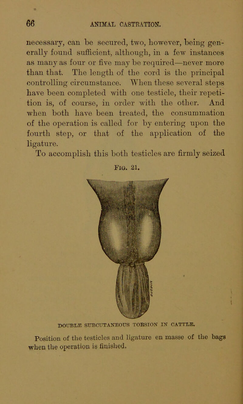necessary, can be secured, two, however, being gen- erally found sufficient, although, in a few instances as many as four or five may be required—never more than that. The leugtli of the cord is the principal controlling circumstance. When these several steps have been completed with one testicle, their repeti- tion is, of course, in order with the other. And when both have been treated, the consummation of the operation is called for by entering upon the fourth step, or that of the application of the ligature. To accomplish this both testicles are firmly seized Fia. 21. DOUBLE SUBCUTANEOUS TOBSION IN CATTLE. Position of the testicles and ligature en masse of the bags when the operation is finished.