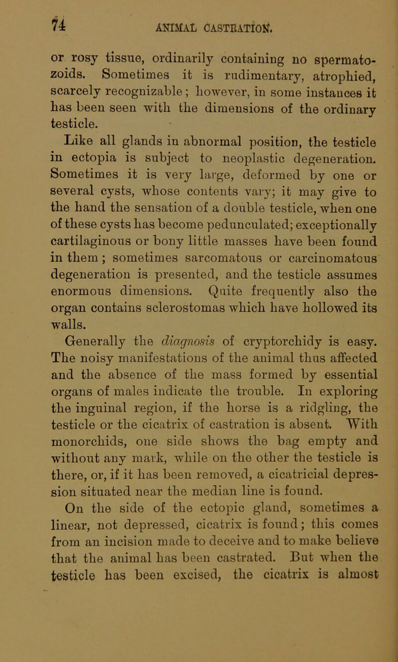 or rosy tissue, ordinarily containing no spermato- zoids. Sometimes it is rudimentary, atrophied, scarcely recognizable; however, in some instances it has been seen with the dimensions of the ordinary testicle. Like all glands in abnormal position, the testicle in ectopia is subject to neoplastic degeneration. Sometimes it is very large, deformed by one or several cysts, whose contents vary; it may give to the hand the sensation of a double testicle, when one of these cysts has become pedunculated; exceptionally cartilaginous or bony little masses have been found in them ; sometimes sarcomatous or carcinomatous degeneration is presented, and the testicle assumes enormous dimensions. Quite frequently also the organ contains sclerostomas which have hollowed its walls. Generally the diagnosis of cryptorchidy is easy. The noisy manifestations of the animal thus affected and the absence of the mass formed by essential organs of males indicate the trouble. In exploring the inguinal region, if the horse is a ridgling, the testicle or the cicatrix of castration is absent. With monorchids, one side shows the bag empty and without any mark, while on the other the testicle is there, or, if it has been removed, a cicatricial depres- sion situated near the median line is found. On the side of the ectopic gland, sometimes a linear, not depressed, cicatrix is found; this comes from an incision made to deceive and to make believe that the animal has been castrated. But when the testicle has been excised, the cicatrix is almost