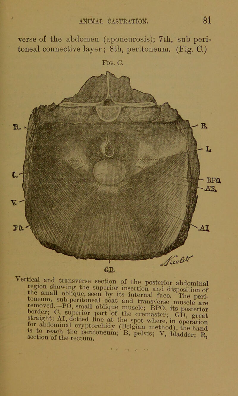 i ANIMAL CASTRATION. SI verse of tlie abdomen (aponeurosis); 7ib, sub peri- toneal connective layer; 8tli, peritoneum. (Fig. C.) Fig. C. Vertical and transverse section of the posterior abdominal S?^mBfi0Ww-g the SUpeuior. insertion and disposiI ion of the small oblique, seen by its internal face. The peri- toneum sub-peritoneal coat and transverse muscle are removed.-PO, small oblique muscle; BPO, its posterior border; C, superior part of the cremaster; Gl). great straight; AI, dotted line at the spot where, in operation for abdominal cryptorchidy (Belgian method), the hand B’ ^ V> b“er; £