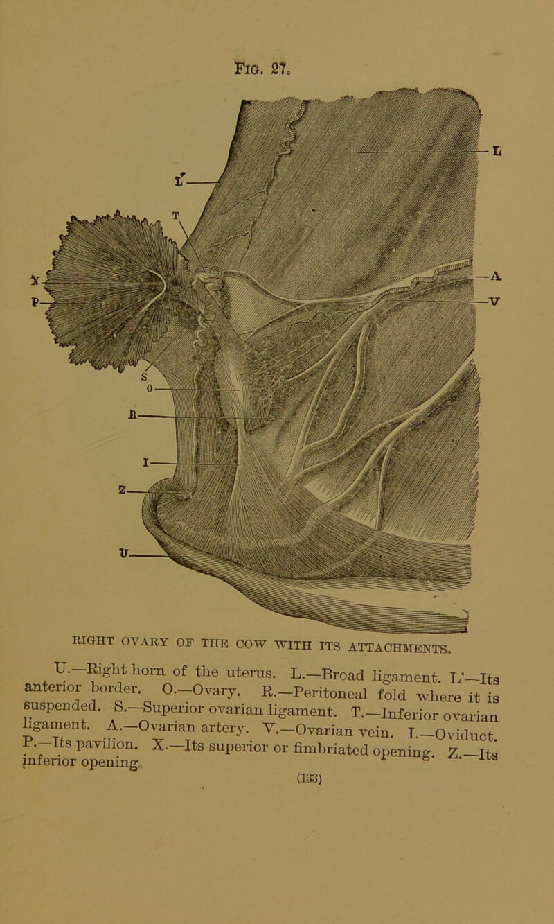 Fig. 27, RIGHT OVARY OP THE COW WITH ITS ATTACHMENTS, U. —Right horn of the uterus. L.-Broad ligament. L'—Its anterior border O.-Ovary. R.-Peritoneal fold where it is suspended. S.—Superior ovarian ligament. T.—Inferior ovarian ligament. A.-Ovarian artery. V.-Ovarian vein. I.-Oviduct P. Its pavilion. X.—Its superior or fimbriated opening. Z —Its inferior opening,, 6 ' a