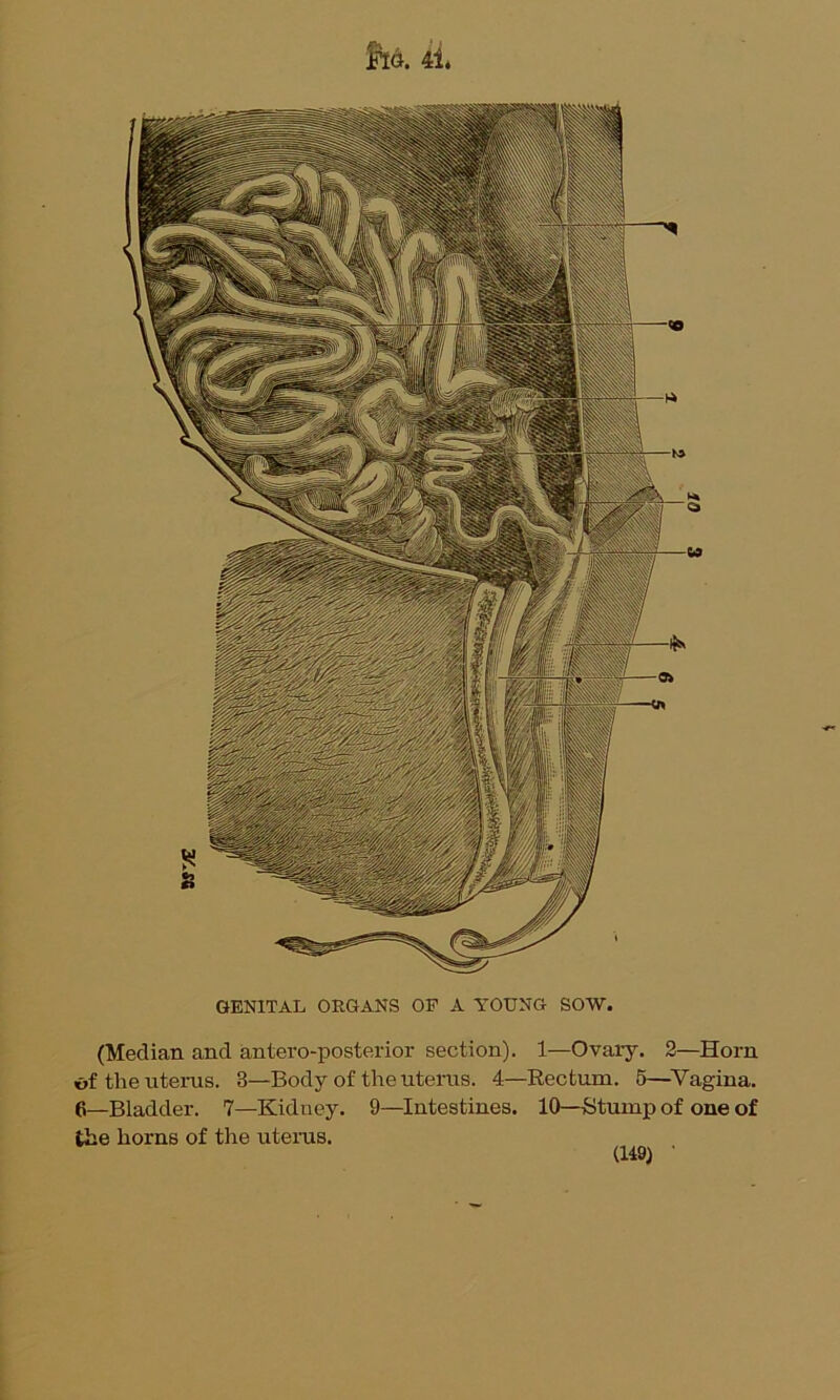 ft*. 4i. GENITAL ORGANS OP A YOUNG SOW. (Median and antero-posterior section). 1—Ovary. 2—Horn of the uterus. 3—Body of the uterus. 4—Rectum. 5—Vagina. 6—Bladder. 7—Kidney. 9—Intestines. 10—Stump of one of the horns of the uterus.