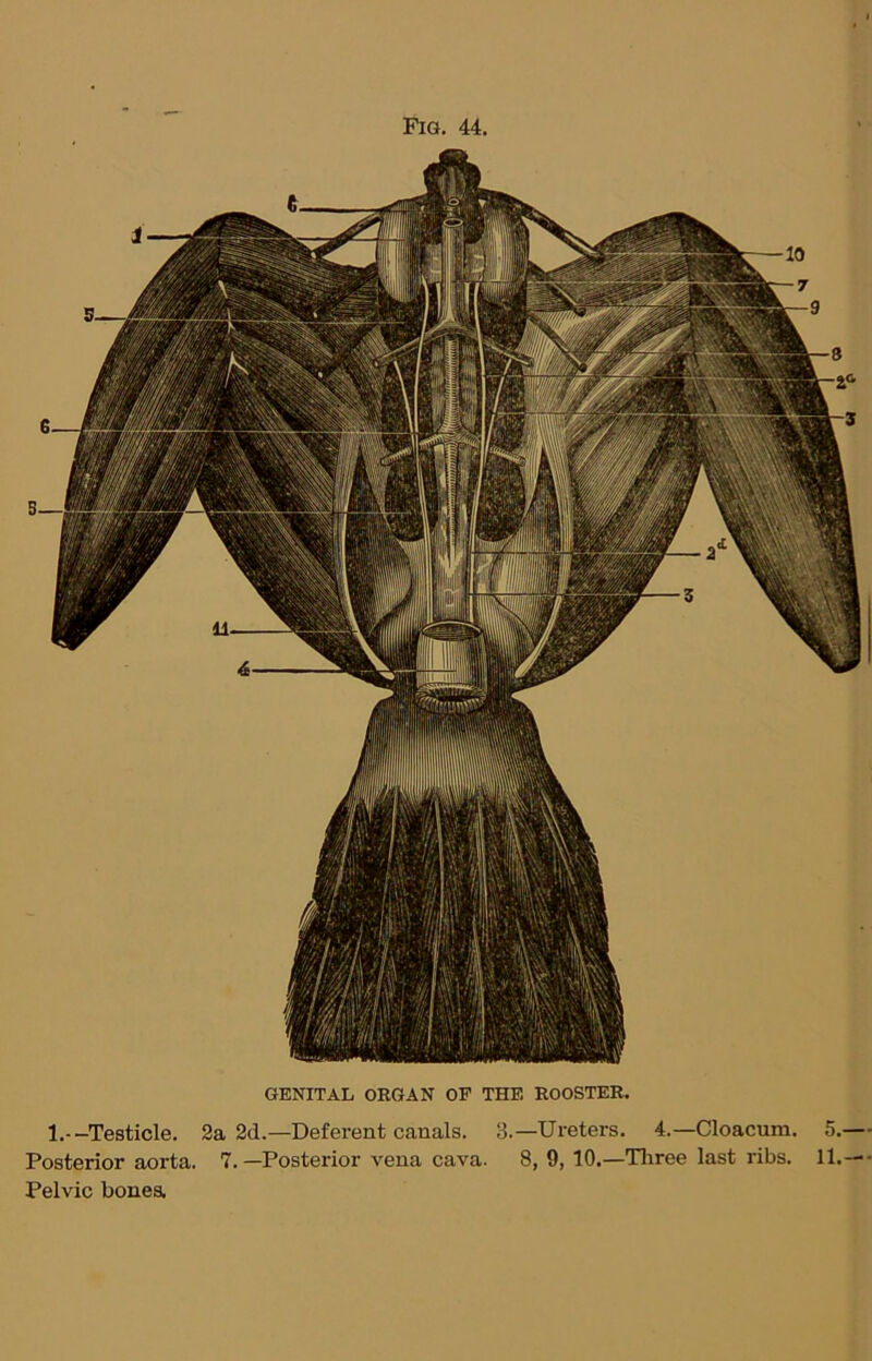 1I'll in Iff In |j L i IS GENITAL ORGAN OF THE ROOSTER. 1.--Testicle. 2a 2d.—Deferent canals. 3.—Ureters. 4.—Cloacum. 5.— Posterior aorta. 7.—Posterior vena cava. 8, 9, 10.—Three last ribs. 11.—• Pelvic bonea