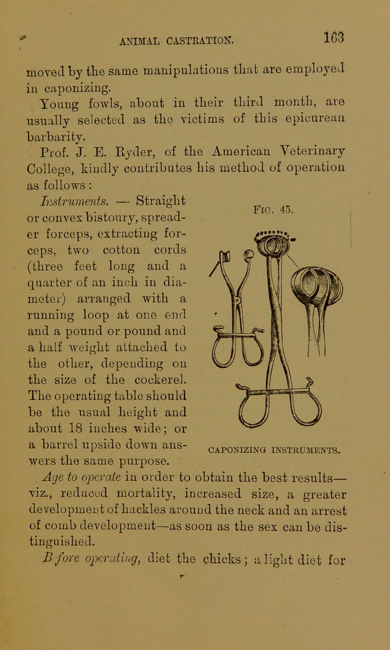 moved by the same manipulations that are employed in caponizing. Young fowls, about in their third month, are usually selected as tho victims of this epicurean barbarity. «/ Prof. J. E. Ryder, of the American Veterinary College, kindly contributes his method of operation as follows: Instruments. — Straight or convex bistoury, spread- er forceps, extracting for- ceps, two cotton cords (three feet long and a quarter of an inch in dia- meter) arranged with a running loop at one end and a pound or pound and a half weight attached to the other, depending on the size of the cockerel. The operating table should be the usual height and about 18 inches wide; or a barrel upside down ans- wers the same purpose. Age to operate in order to obtain the best results— viz., reduced mortality, increased size, a greater development of hackles around the neck and an arrest of comb development—as soon as the sex can be dis- tinguished. Bfore operating, diet the chicks; a light diet for Fig. 45. **'***■* i CAPONIZING INSTRUMENTS.