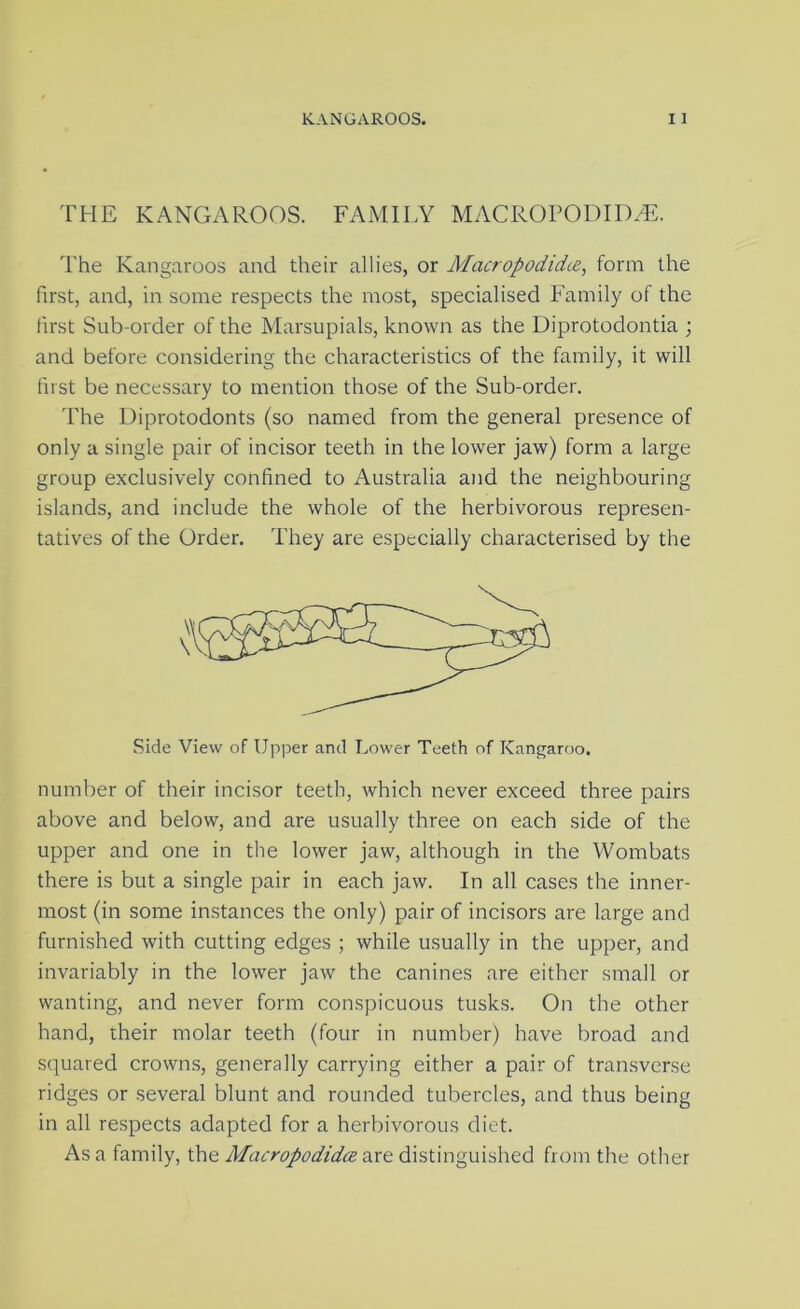 THE KANGAROOS. FAMII.Y MACROPODID.T:. The Kangaroos and their allies, or Macropodidce, form the first, and, in some respects the most, specialised Family of the first Sub-order of the Marsupials, known as the Diprotodontia ; and before considering the characteristics of the family, it will hist be necessary to mention those of the Sub-order. The Diprotodonts (so named from the general presence of only a single pair of incisor teeth in the lower jaw) form a large group exclusively confined to Australia and the neighbouring islands, and include the whole of the herbivorous represen- tatives of the Order. They are especially characterised by the Side View of Upj^er and Lower Teeth of Kangaroo. number of their incisor teeth, which never exceed three pairs above and below, and are usually three on each side of the upper and one in the lower jaw, although in the Wombats there is but a single pair in each jaw. In all cases the inner- most (in some instances the only) pair of incisors are large and furnished with cutting edges ; while usually in the upper, and invariably in the lower jaw the canines are either small or wanting, and never form conspicuous tusks. On the other hand, their molar teeth (four in number) have broad and squared crowns, generally carrying either a pair of transverse ridges or several blunt and rounded tubercles, and thus being in all respects adapted for a herbivorous diet. Asa family, the Afat'ropodidcsare distinguished from the other