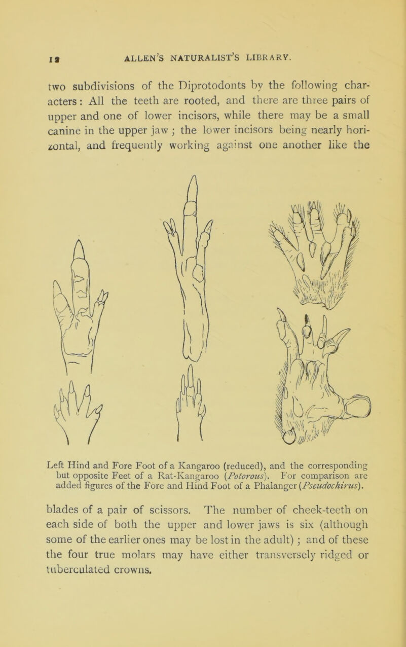 1* two subdivisions of the Diprotodonts by the following char- acters : All the teeth are rooted, and there arc three pairs of upper and one of lower incisors, while there may be a small canine in the upper jaw ; the lower incisors being nearly hori- zontal, and frequently working against one another like the Left Hind and Fore Foot of a Kangaroo (reduced), and the corresponding but opposite Feet of a Rat-Kangaroo \Potorous). For comparison arc added figures of the Fore and Hind Foot of a Phalanger {Fseudockirus). blades of a pair of scissors. The number of cheek-teeth on each side of both the upper and lower jaws is six (although some of the earlier ones may be lost in the adult); and of these the four true molars may have either transversely ridged or Uiberculaled crowns.