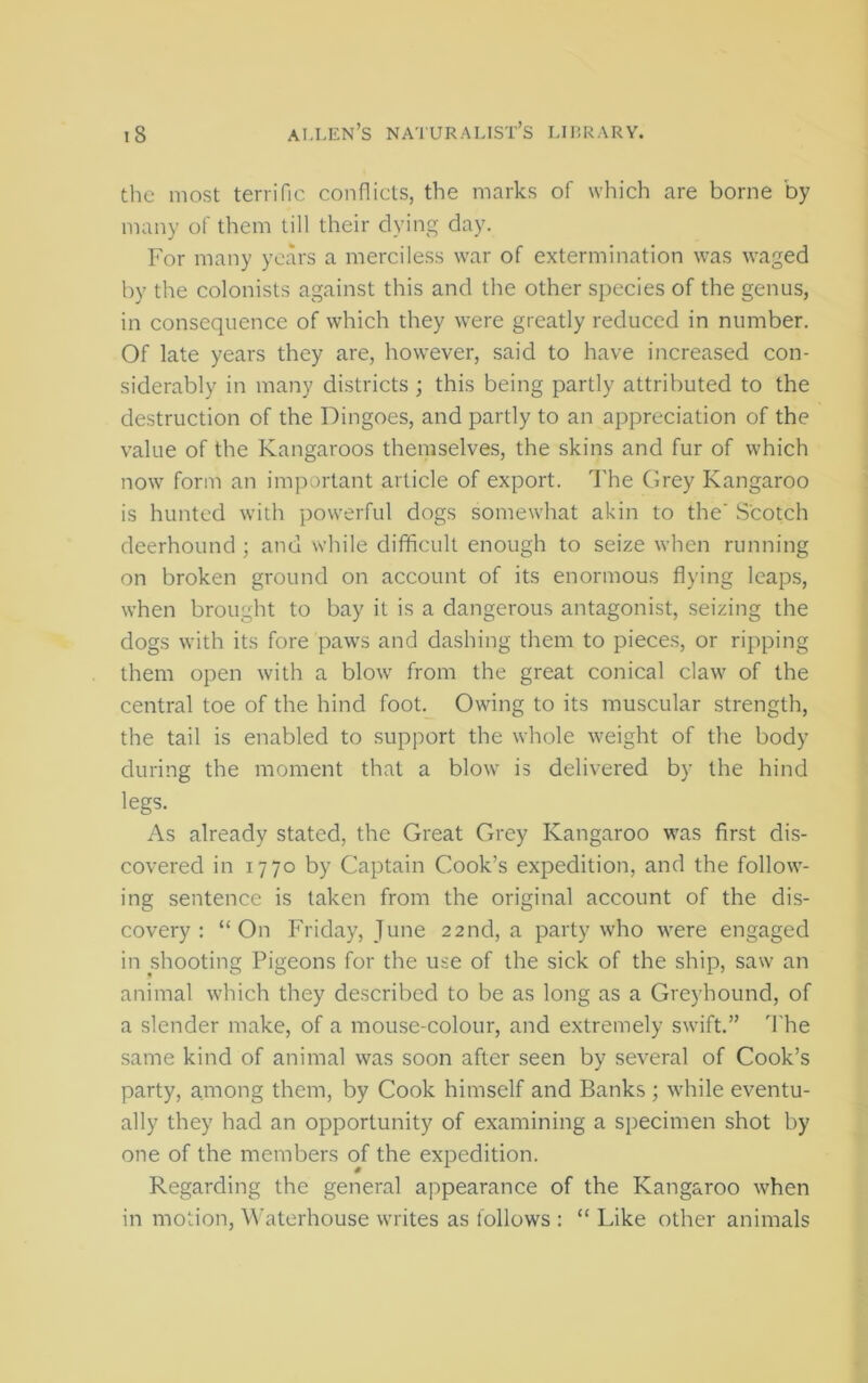 the most terrific conflicts, the marks of which are borne by many of them till their dying day. For many years a merciless war of extermination was waged by the colonists against this and the other species of the genus, in consequence of which they were greatly reduced in number. Of late years they are, however, said to have increased con- siderably in many districts ; this being partly attributed to the destruction of the Dingoes, and partly to an appreciation of the value of the Kangaroos themselve.s, the skins and fur of which now form an important article of export. The Grey Kangaroo is hunted with powerful dogs somewhat akin to the' Scotch deerhound ; and while difficult enough to seize when running on broken ground on account of its enormous flying leap.s, when brought to bay it is a dangerous antagonist, seizing the dogs with its fore paws and dashing them to piece.s, or ripping them open with a blow from the great conical claw of the central toe of the hind foot. Owing to its muscular strength, the tail is enabled to support the whole weight of the body during the moment that a blow is delivered by the hind legs. As already stated, the Great Grey Kangaroo was first dis- covered in 1770 by Captain Cook’s expedition, and the follow- ing sentence is taken from the original account of the dis- covery : “On Friday, June 22nd, a party who were engaged in shooting Pigeons for the use of the sick of the ship, saw an animal which they described to be as long as a Greyhound, of a slender make, of a mouse-colour, and extremely swift.” The same kind of animal was soon after seen by several of Cook’s party, among them, by Cook himself and Banks ; while eventu- ally they had an opportunity of examining a specimen shot by one of the members of the expedition. Regarding the general appearance of the Kangaroo when in motion, Waterhouse writes as follows : “ Like other animals