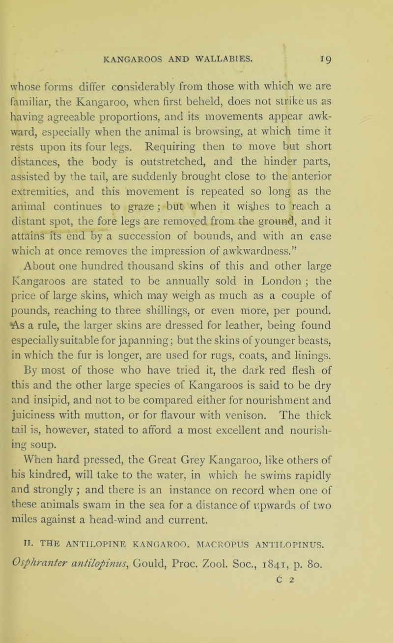 whose forms differ considerably from those with which we are familiar, the Kangaroo, when first beheld, does not strike us as having agreeable proportions, and its movements appear awk- ward, especially when the animal is browsing, at which time it rests upon its four legs. Requiring then to move but short distances, the body is outstretched, and the hinder parts, assisted by the tail, are suddenly brought close to the anterior e.xtremities, and this movement is repeated so long as the animal continues to graze; but when it wi<dies to reach a distant spot, the fore legs are removed from the ground, and it attains its end by a succession of bounds, and with an ease which at once removes the impression of awkwardness.” About one hundred thousand skins of this and other large Kangaroos are stated to be annually sold in London ; the price of large skins, which may weigh as much as a couple of pounds, reaching to three shillings, or even more, per pound. As a rule, the larger skins are dressed for leather, being found especially suitable for japanning; but the skins of younger beasts, in which the fur is longer, are used for rugs, coats, and linings. By most of those who have tried it, the dark red flesh of this and the other large species of Kangaroos is said to be dry and insipid, and not to be compared either for nourishment and juiciness with mutton, or for flavour with venison. The thick tail is, however, stated to afford a most excellent and nourish- ing soup. When hard pressed, the Great Grey Kangaroo, like others of his kindred, will take to the water, in which he swims rapidly and strongly ; and there is an instance on record when one of these animals swam in the sea for a distance of upwards of two miles against a head-wind and current. II. THE ANTILOPINE KANGAROO. MACROPUS ANTII.OPINUS. Osphrmiter antilophius, Gould, Proc. Zook Soc., 1841, p. 80. c 2